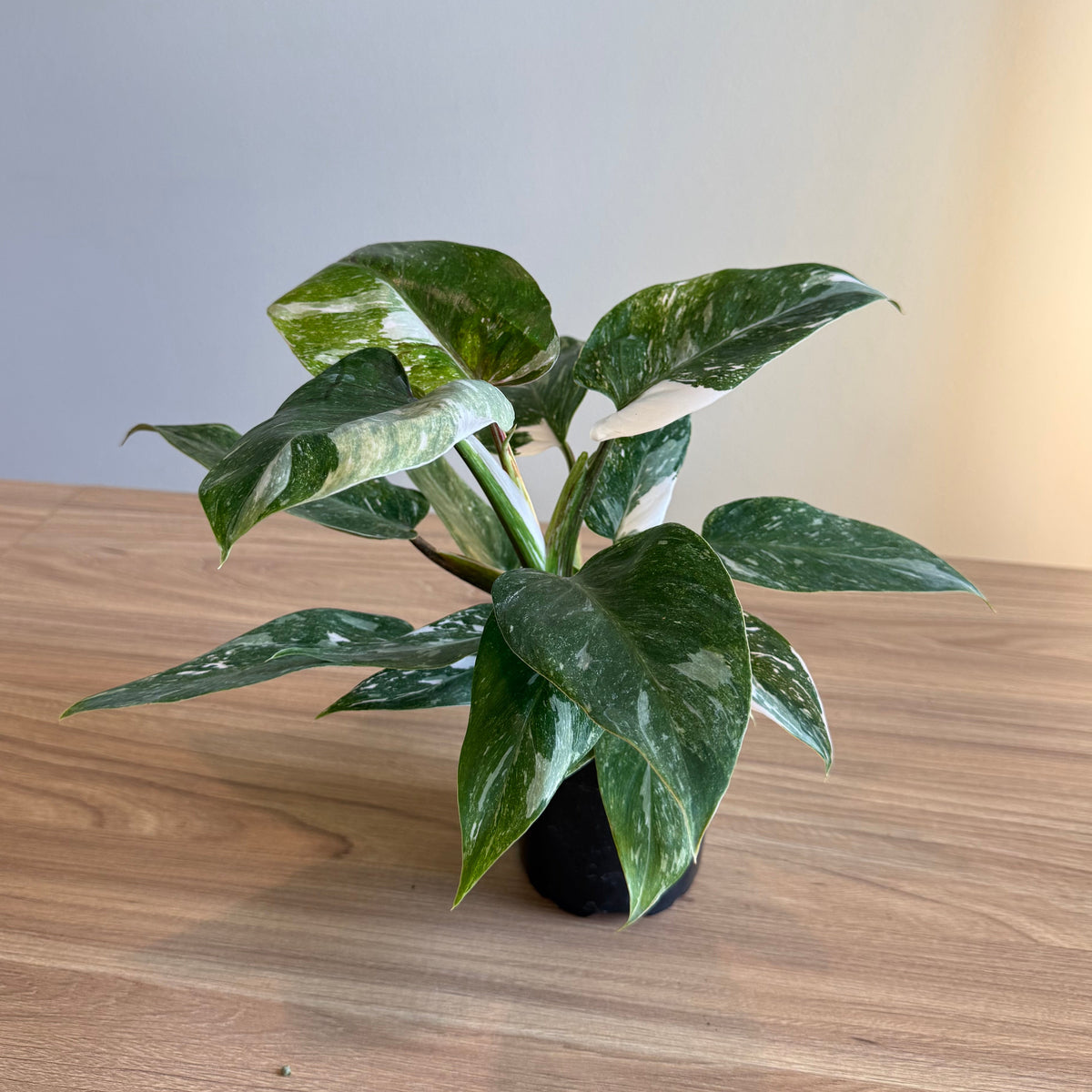 Philodendron White Princess Galaxy 4”