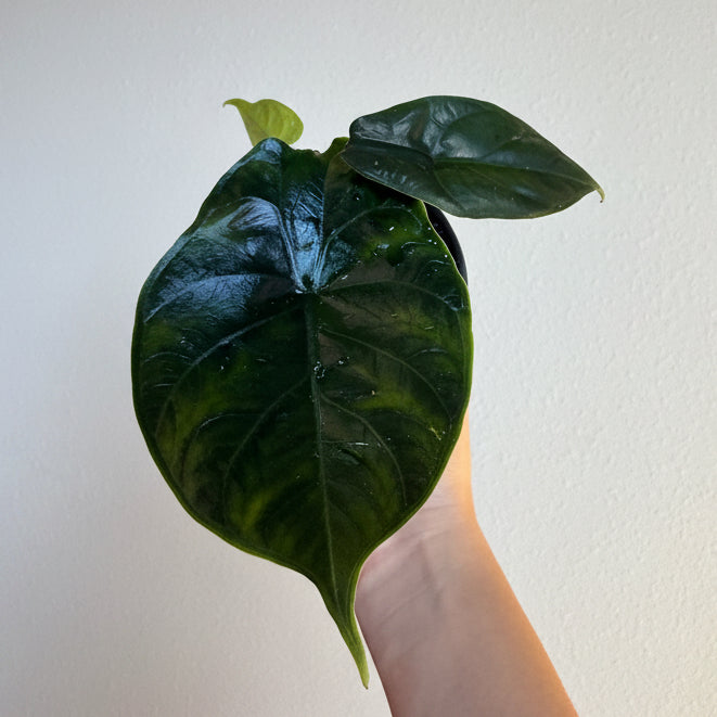 Alocasia Dark & Uncommon - 3 Plants Bundle