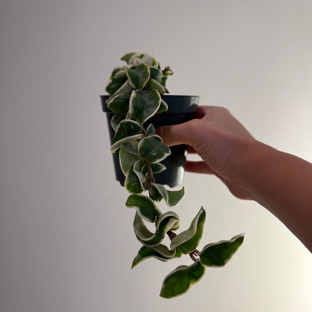 Hoya Carnosa Compacta Variegated 4”