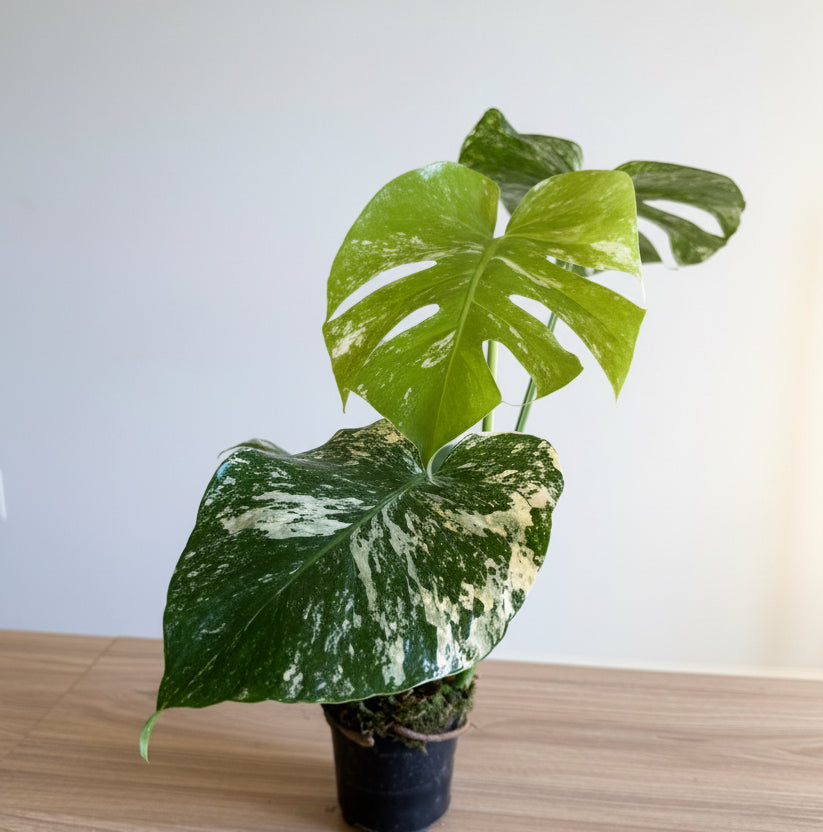 Monstera White monster 4” Large