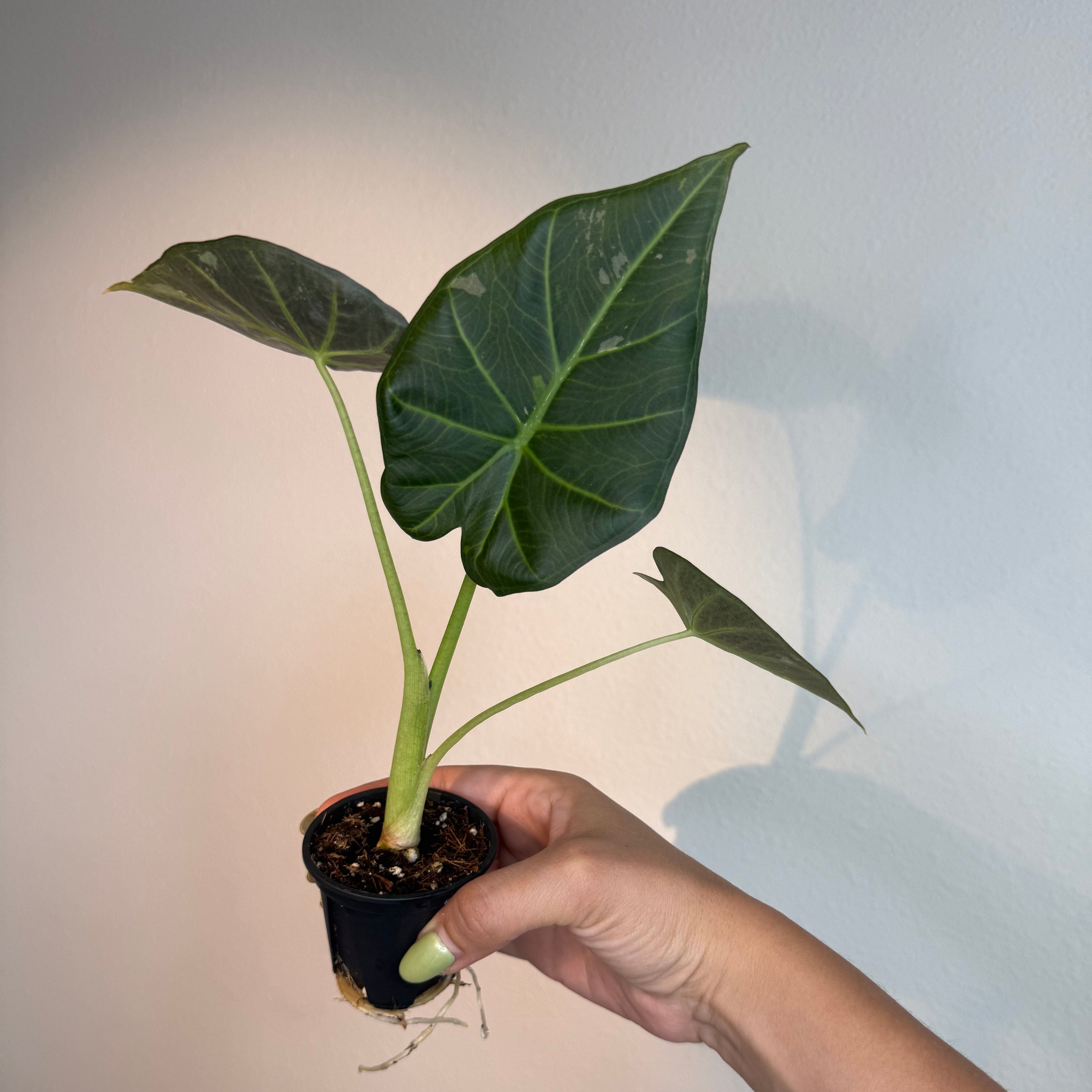 Alocasia Regal Shield Albo
