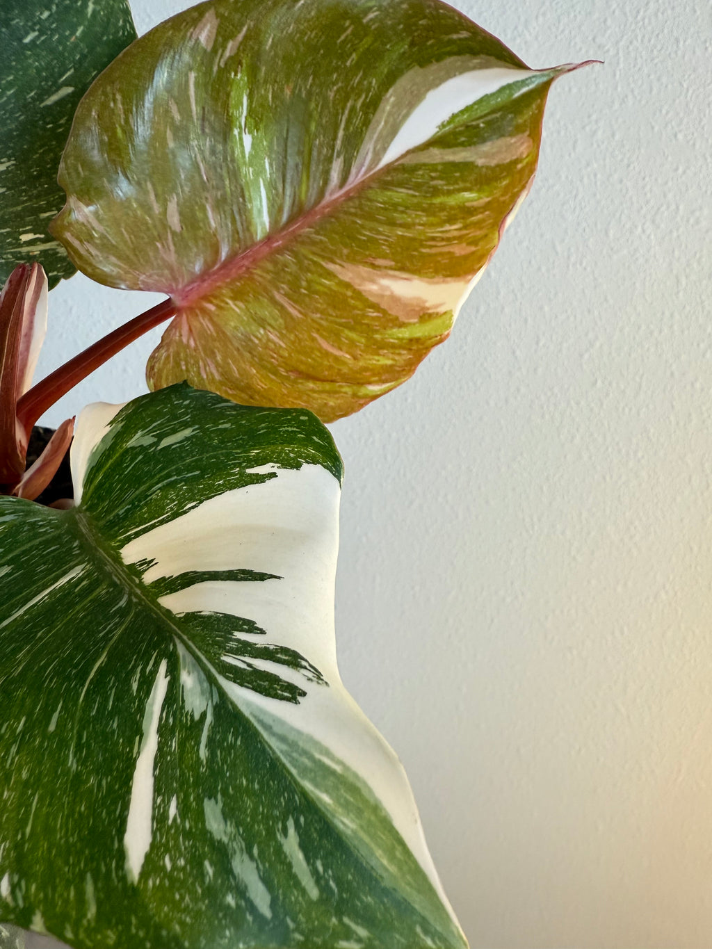 Philodendron white knight marble King