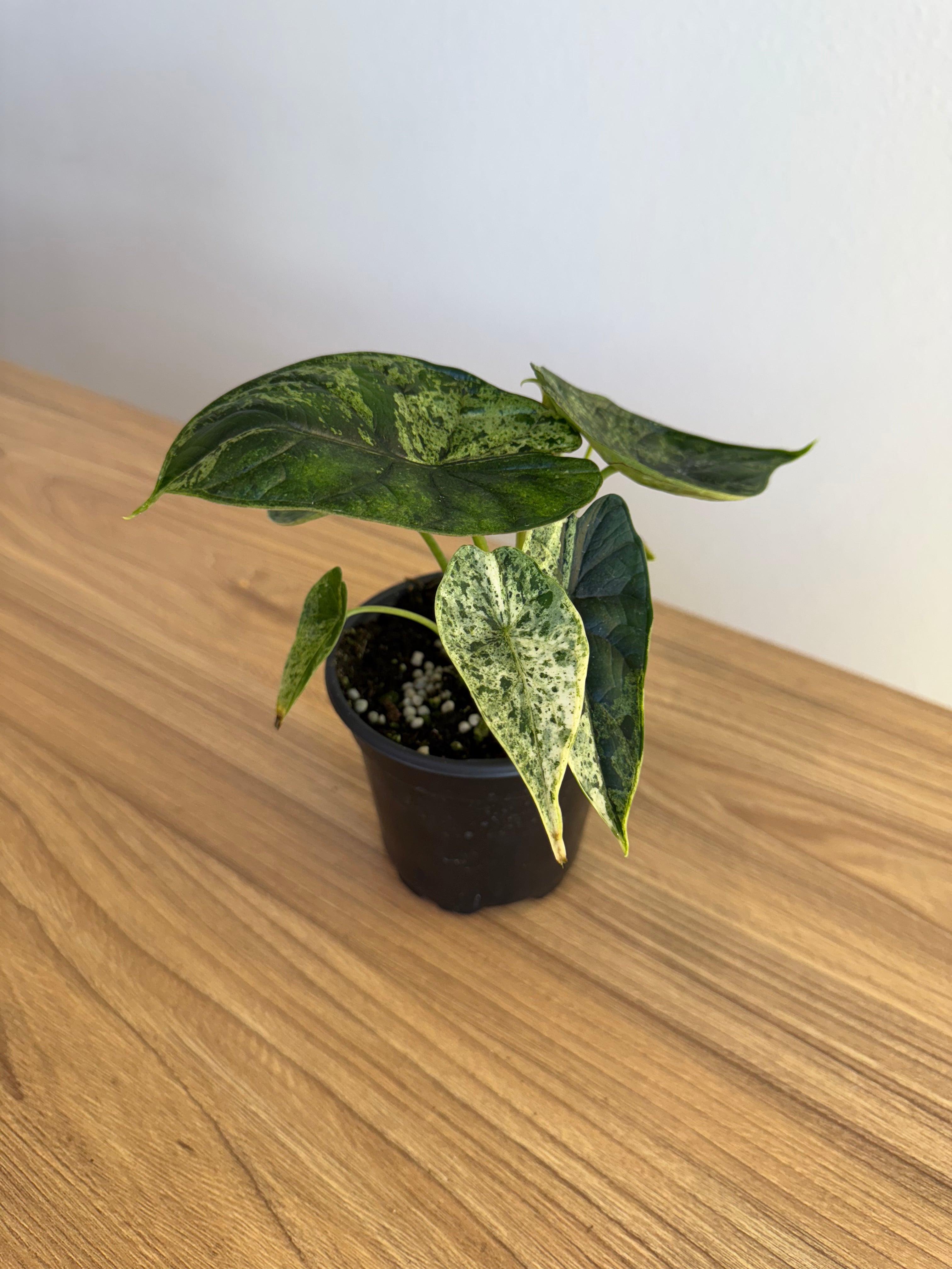 Alocasia dragon scale mint 4”