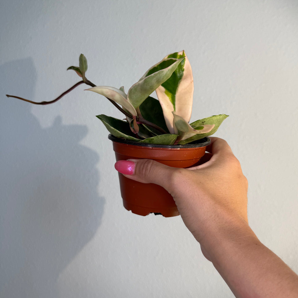 Hoya Krimson Queen