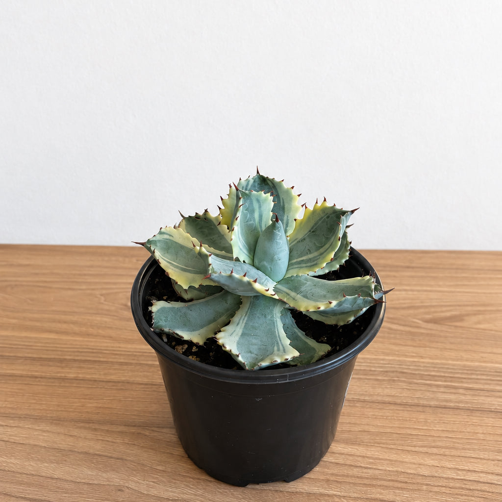 Agave Dwarf Butterfly 6”