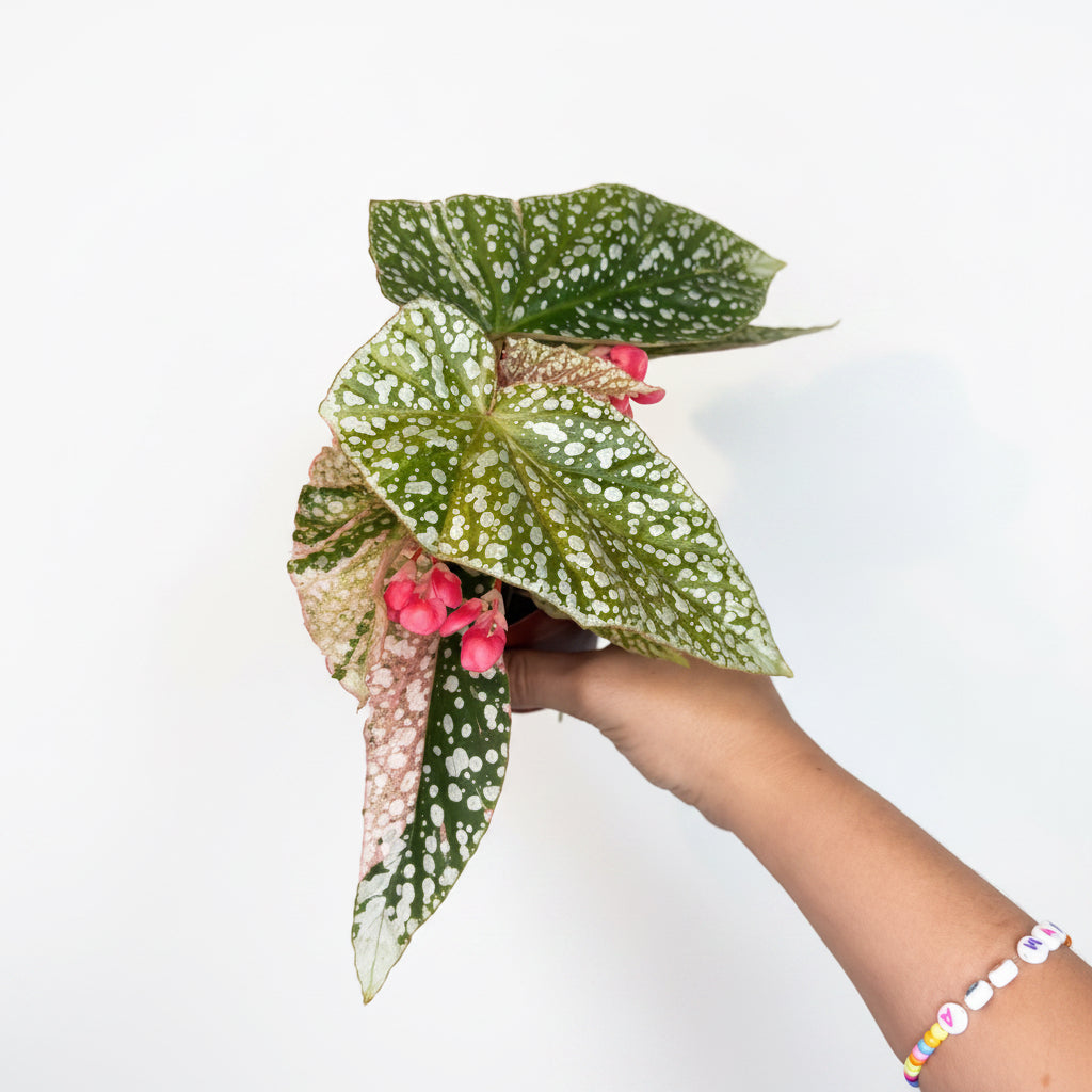 Snow Capped Begonia - Pink Variegated