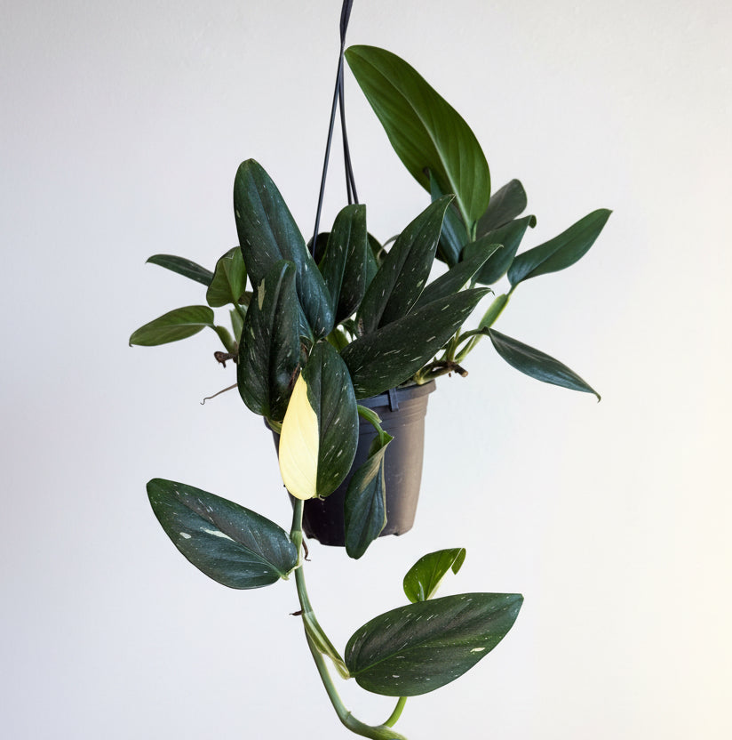 Monstera Standleya Variegated 6” HB