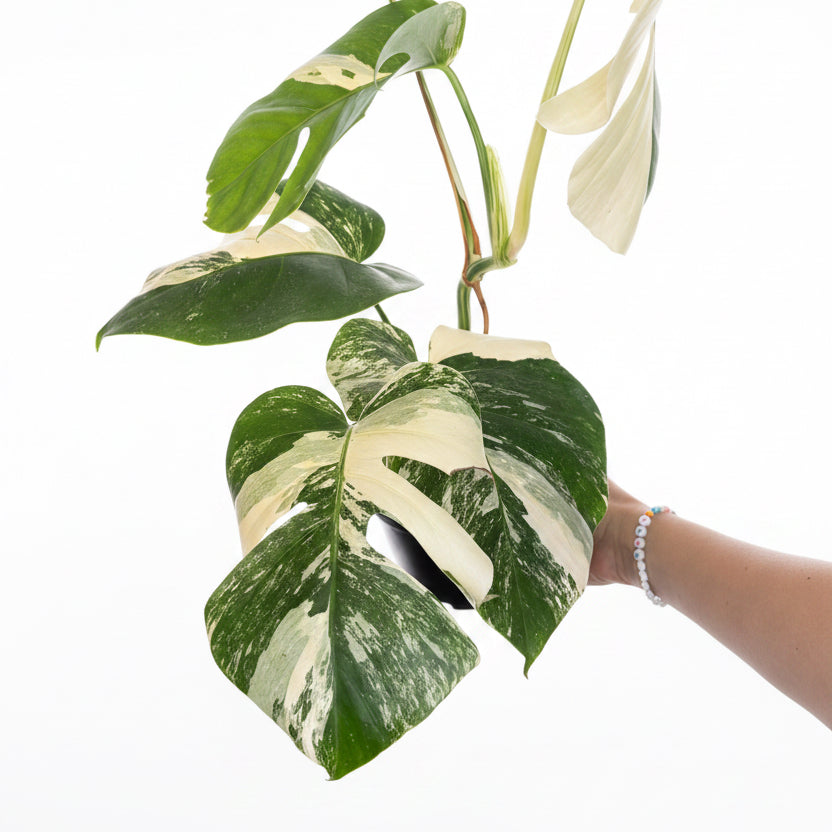 Monstera Albo Variegated 6”