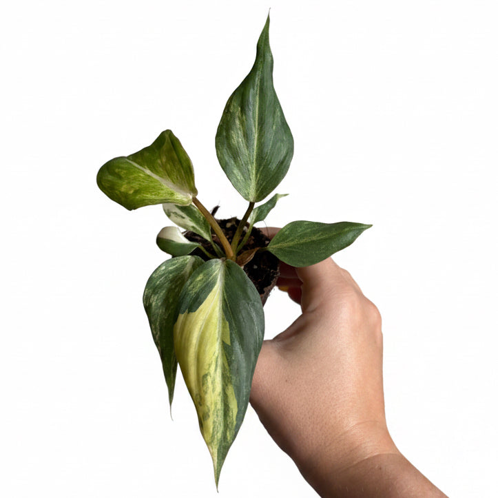 Philodendron Gloriosum Var 3”