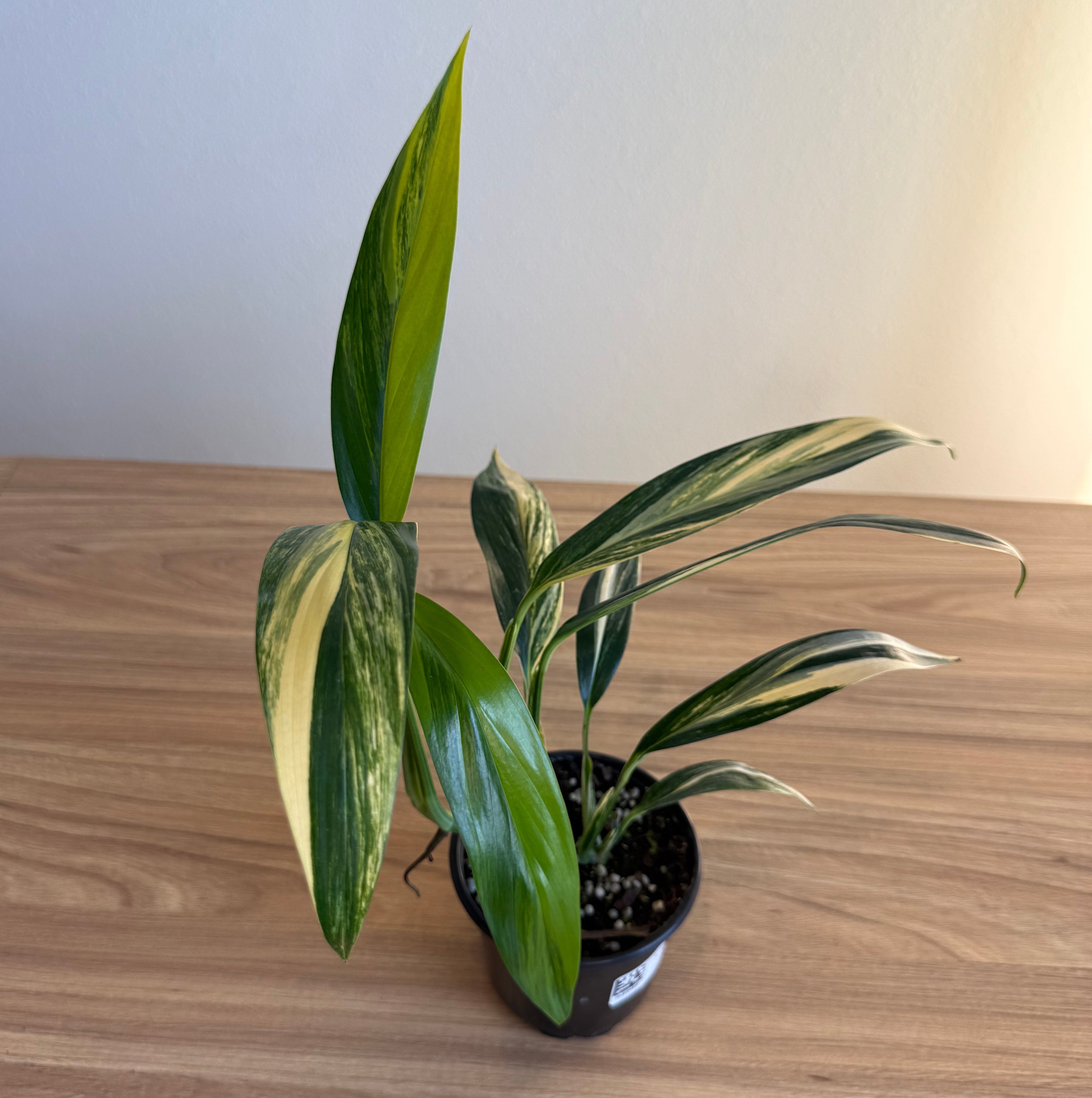 Epipremnum Amplissimum Aurea 4”