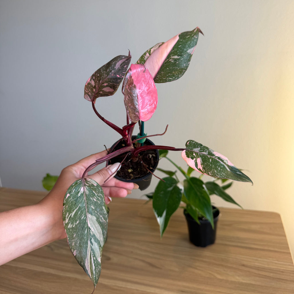 Philodendron Collection - 3 plants Bundle 4”