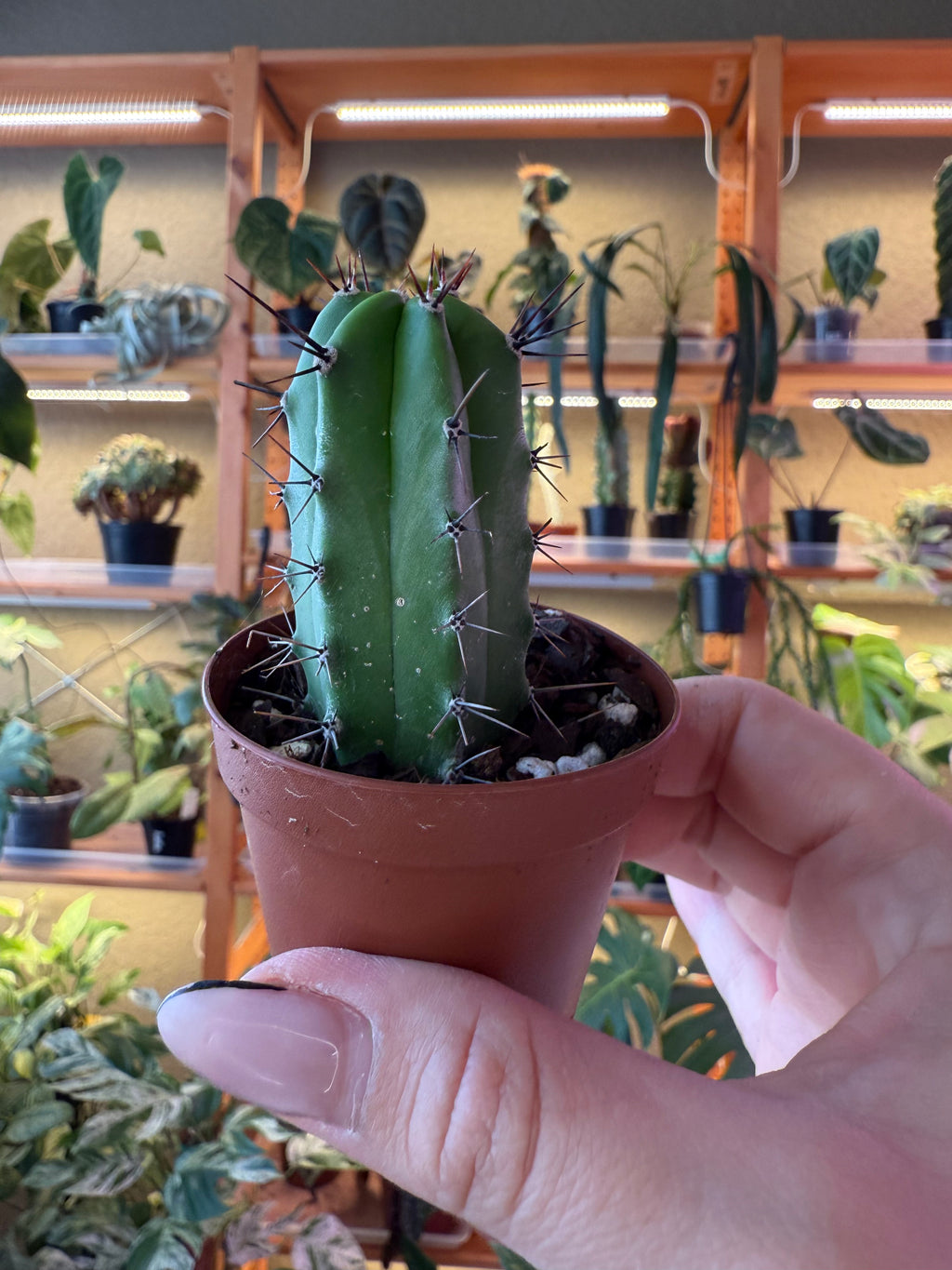2” Assorted Cactus