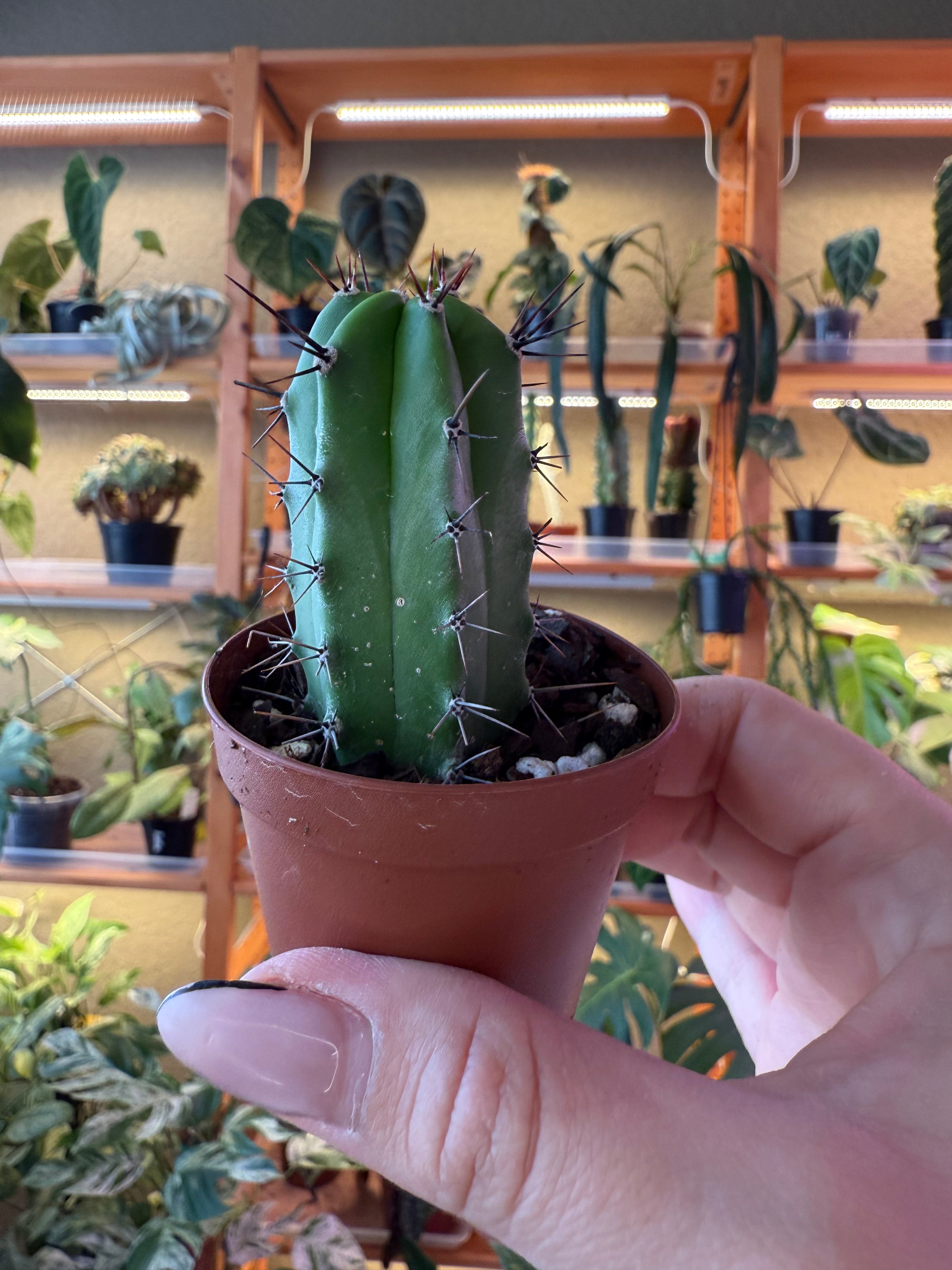 2” Assorted Cactus