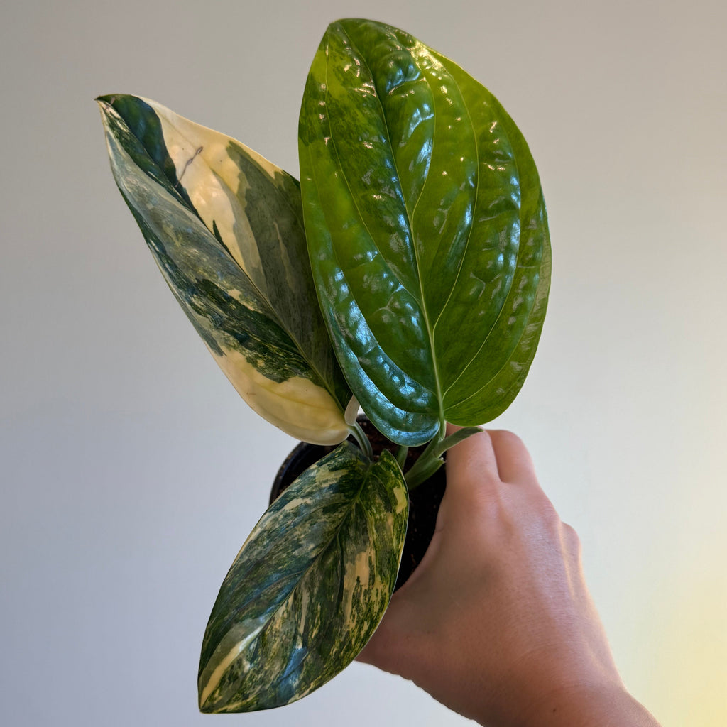 4- Variegated Monstera Bundle