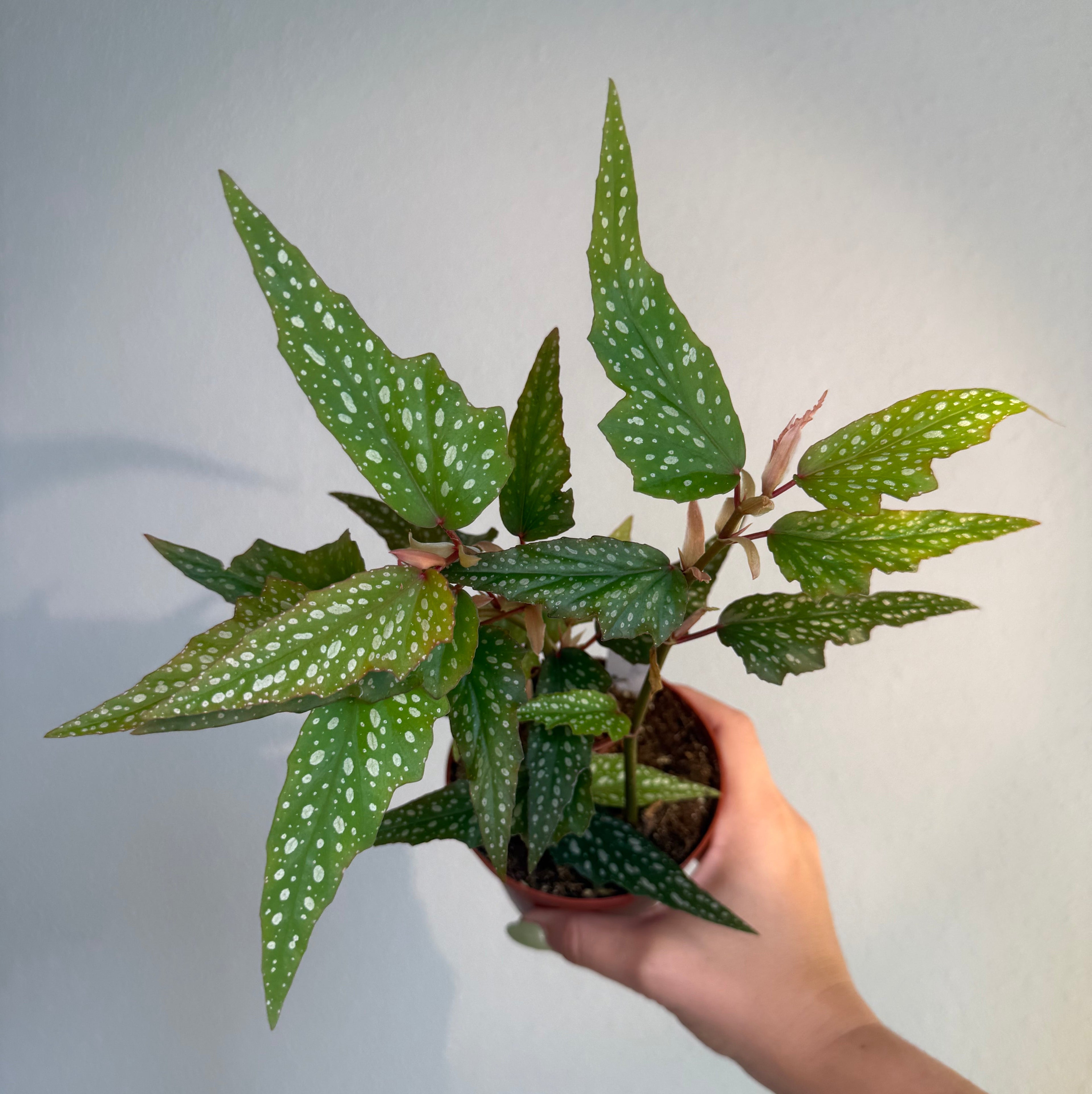Begonia Angel wing 4”