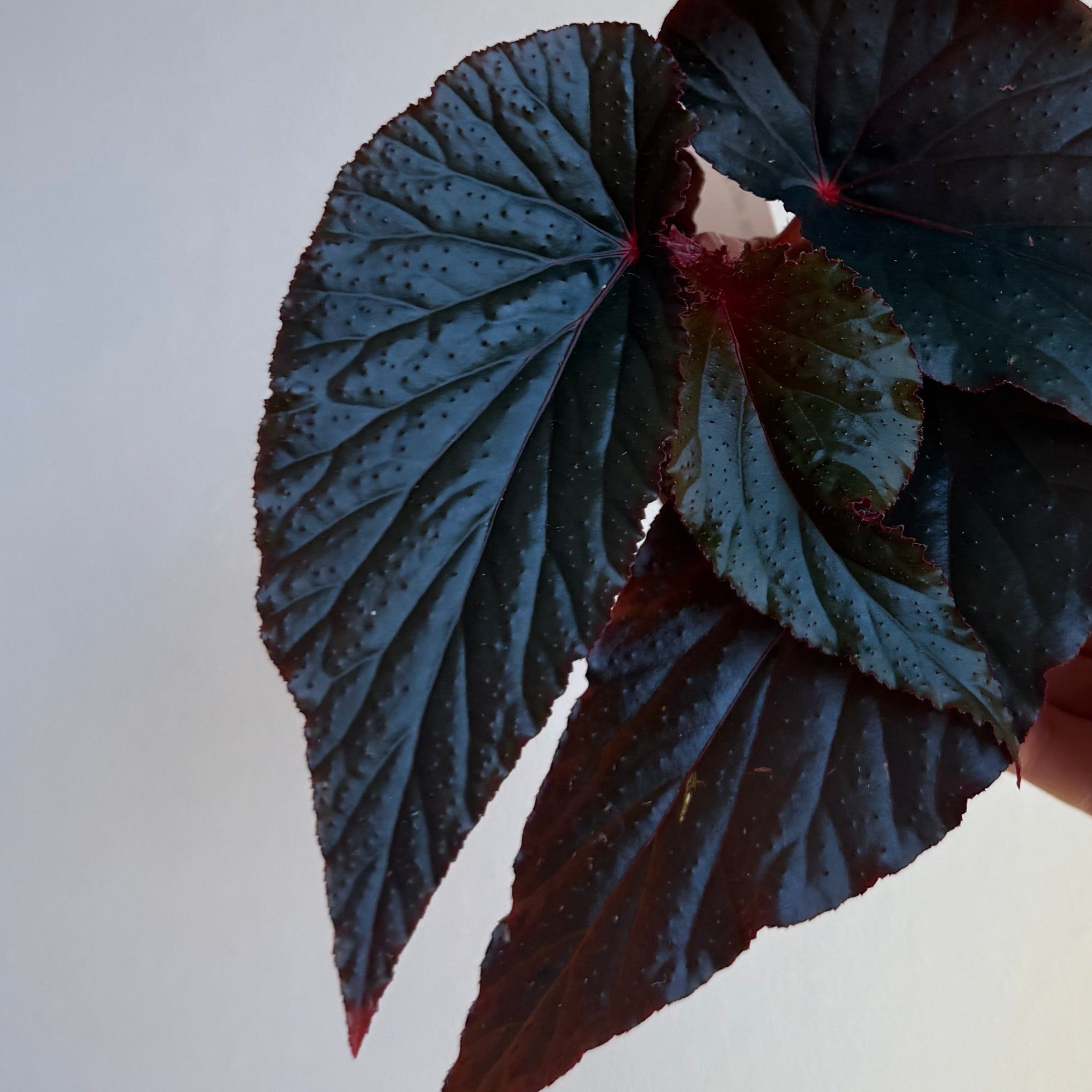 Begonia Black Magic 4”
