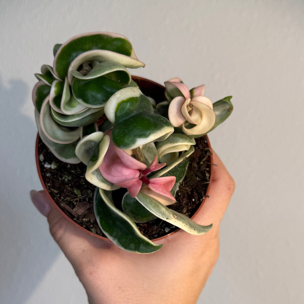 Hoya Carnosa Compacta Variegated 4”