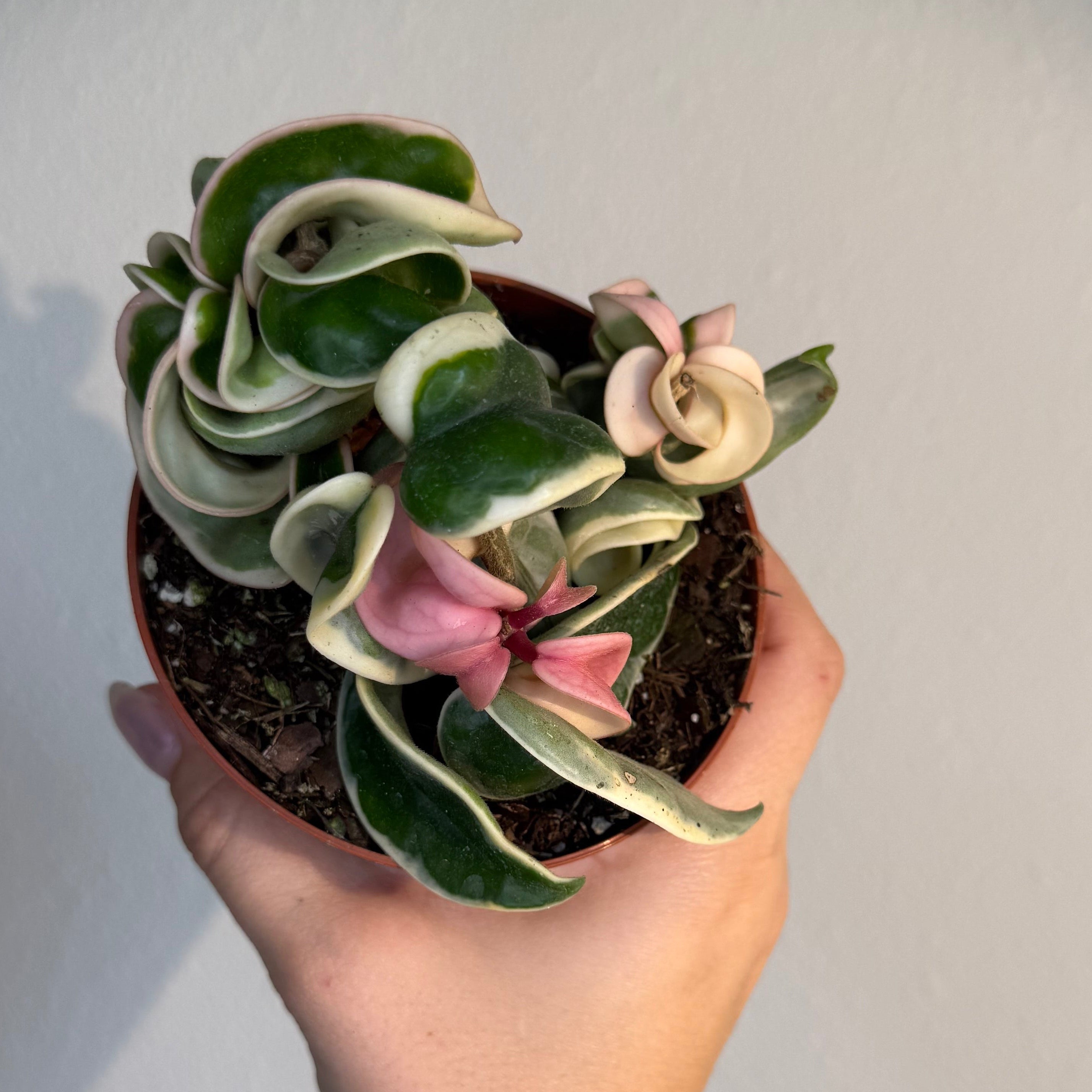 Hoya Carnosa Compacta Variegated 4”