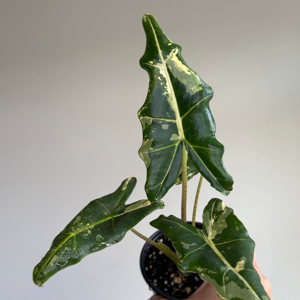 Alocasia Sarian Albo