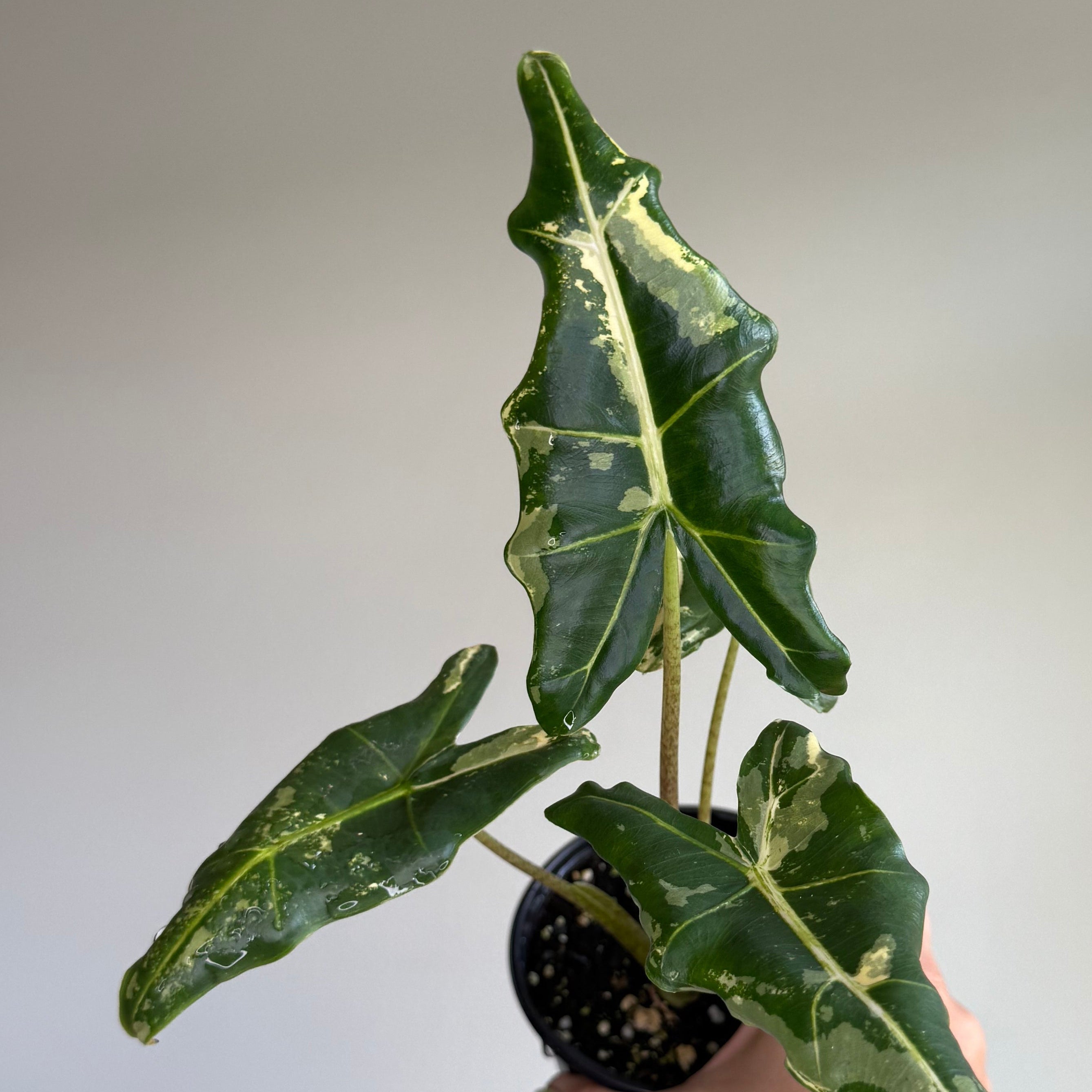 Alocasia Sarian Albo
