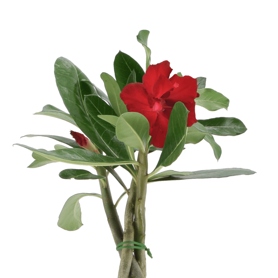 Desert Rose Braided 6”