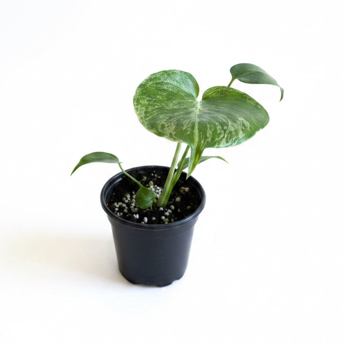 Monstera bulbasaur 4”