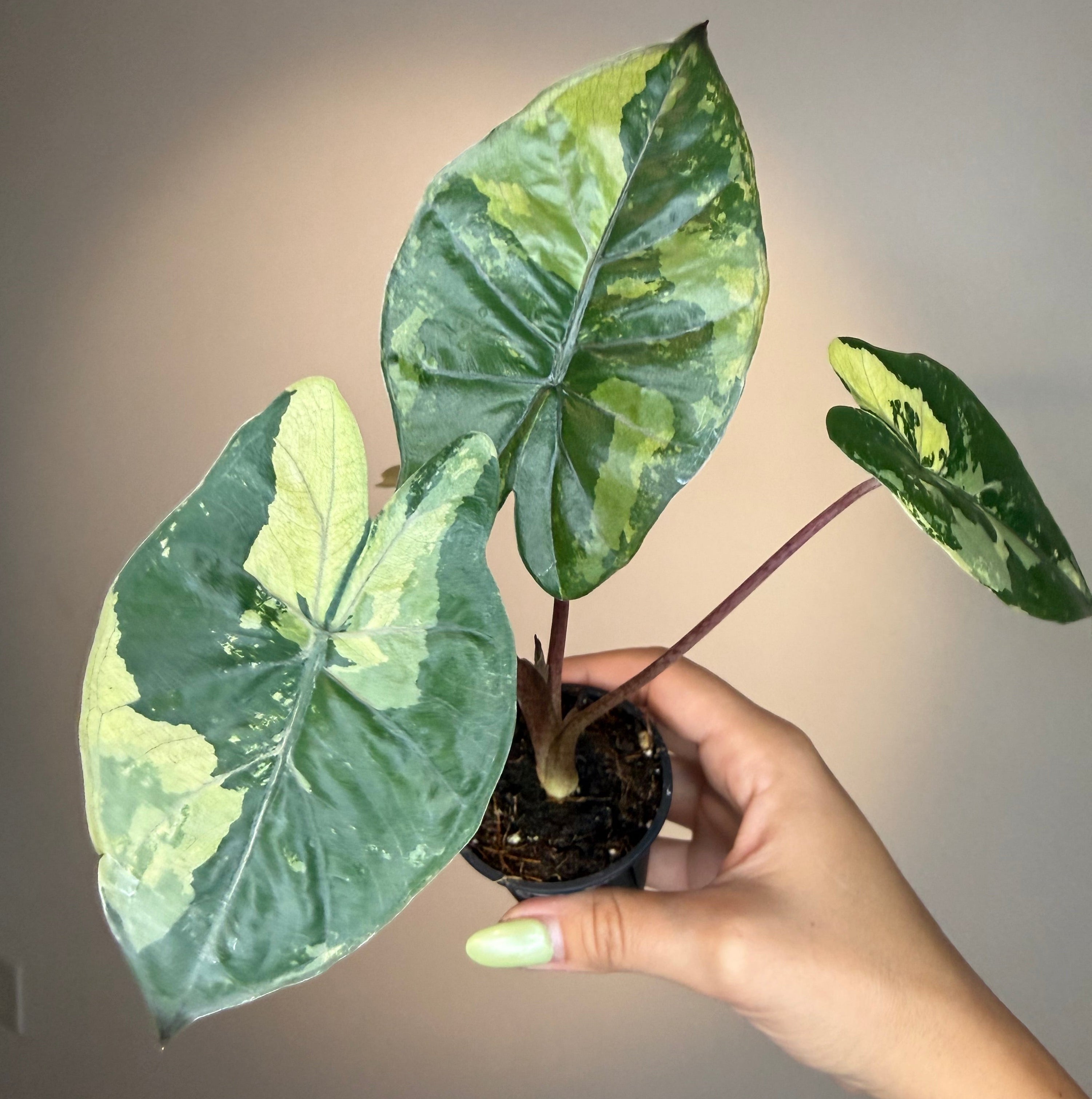 Alocasia Yucatán Princess Var
