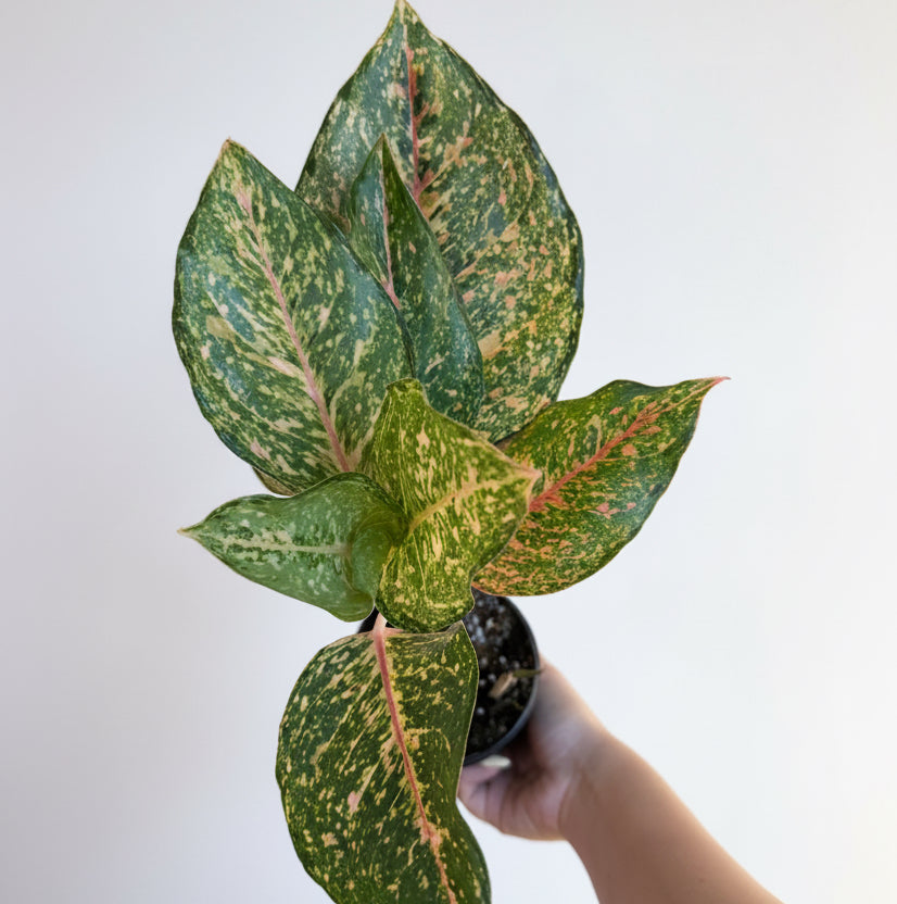 3- Aglaonema Bundle