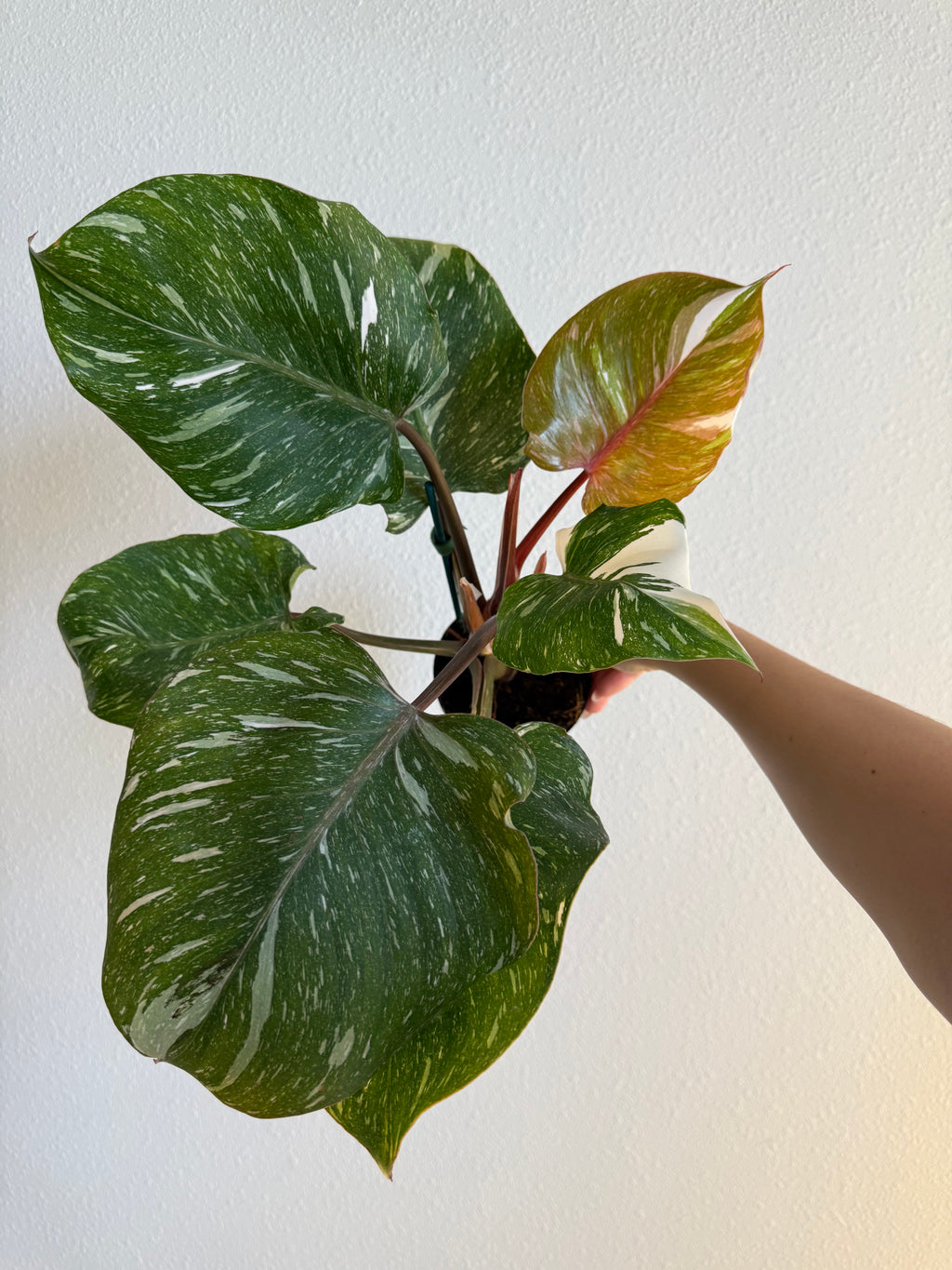 Philodendron white knight marble King