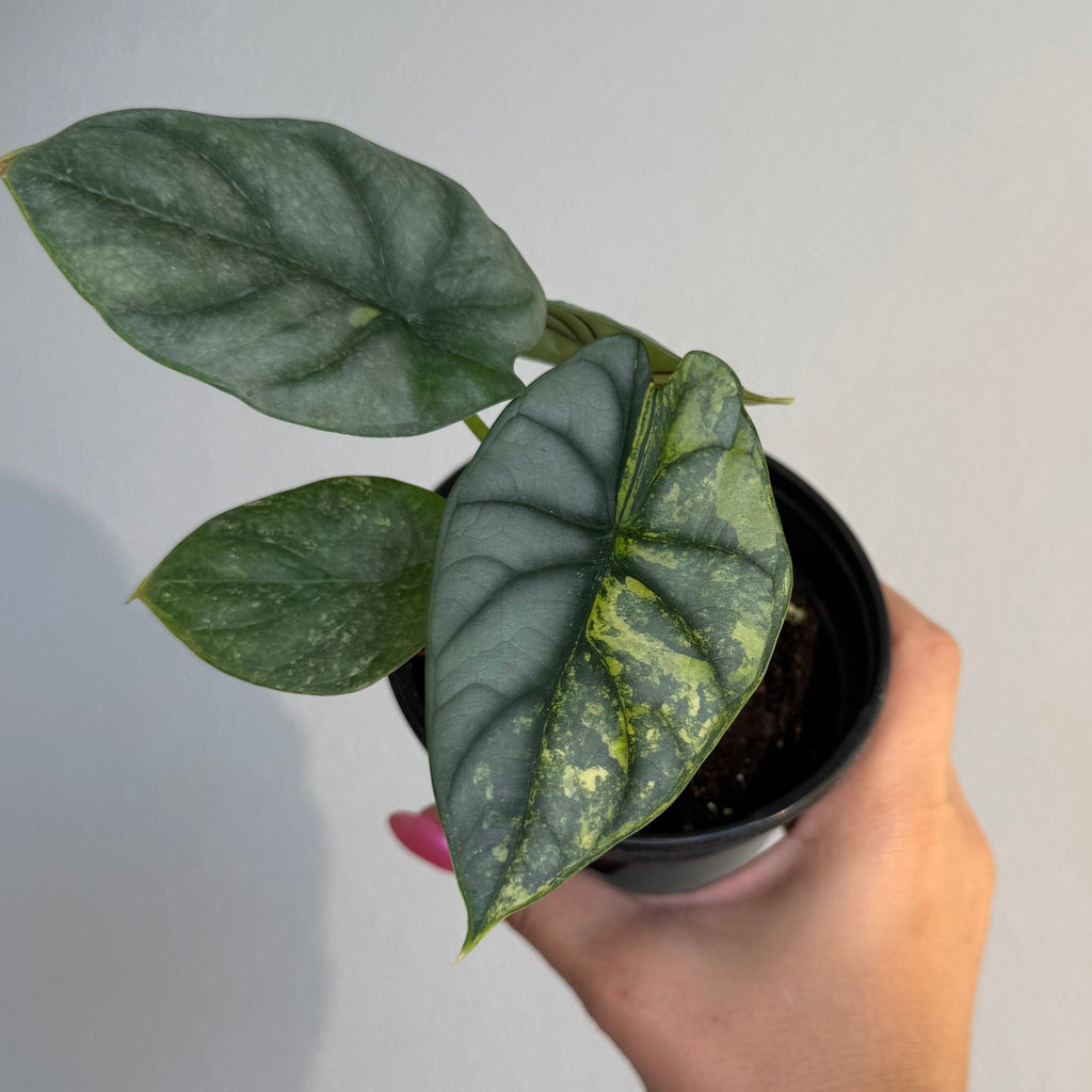 Alocasia Silver Dragon Var
