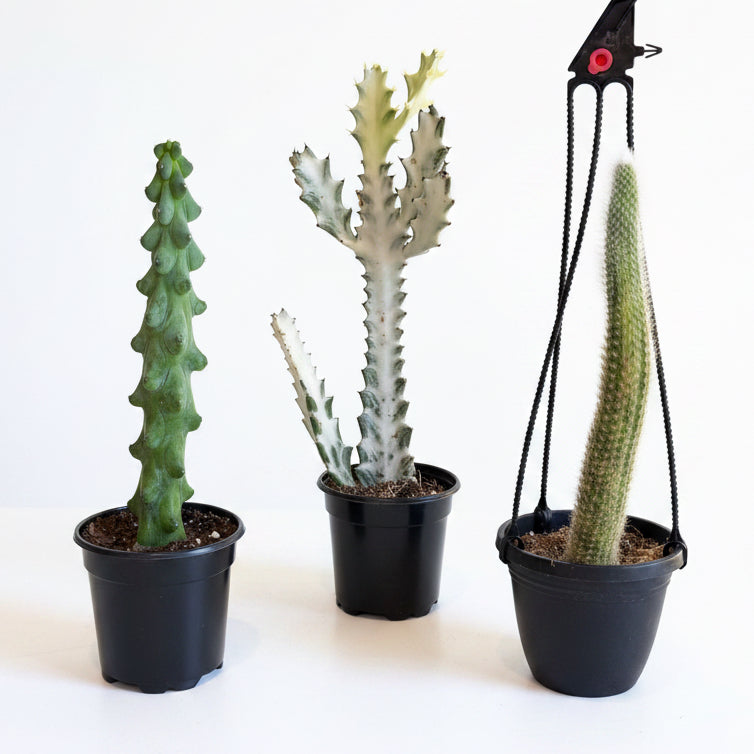 3- Rare Cactus Bundle 4”