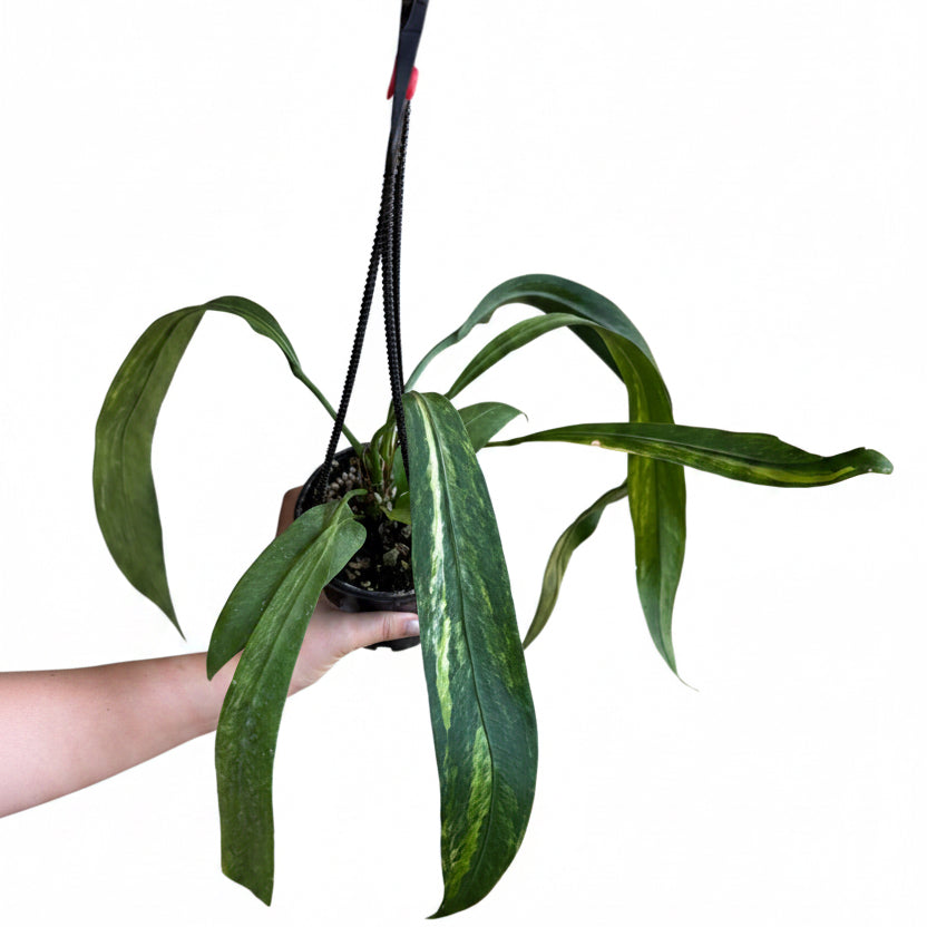 Anthurium Vittanifolium Var 4” HB