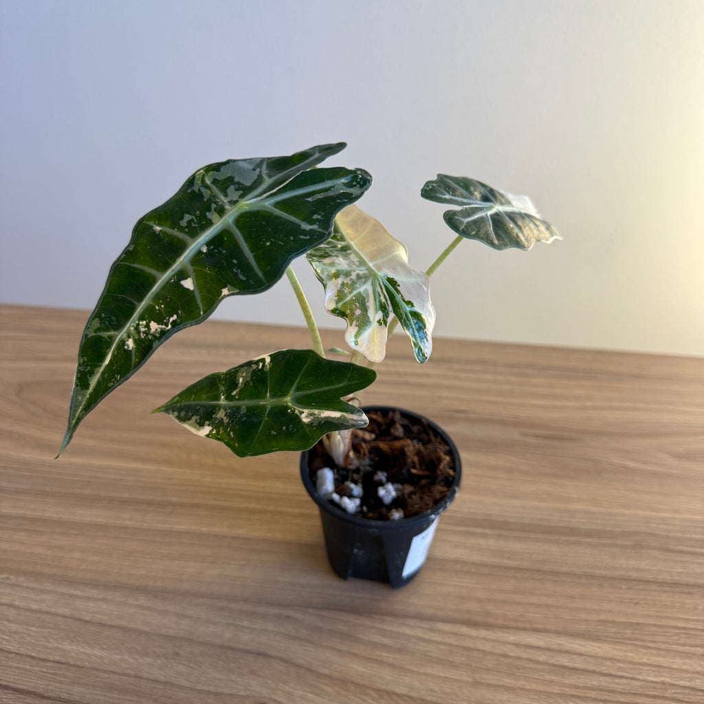 Alocasia Amazonica Polly Pink 3” pot