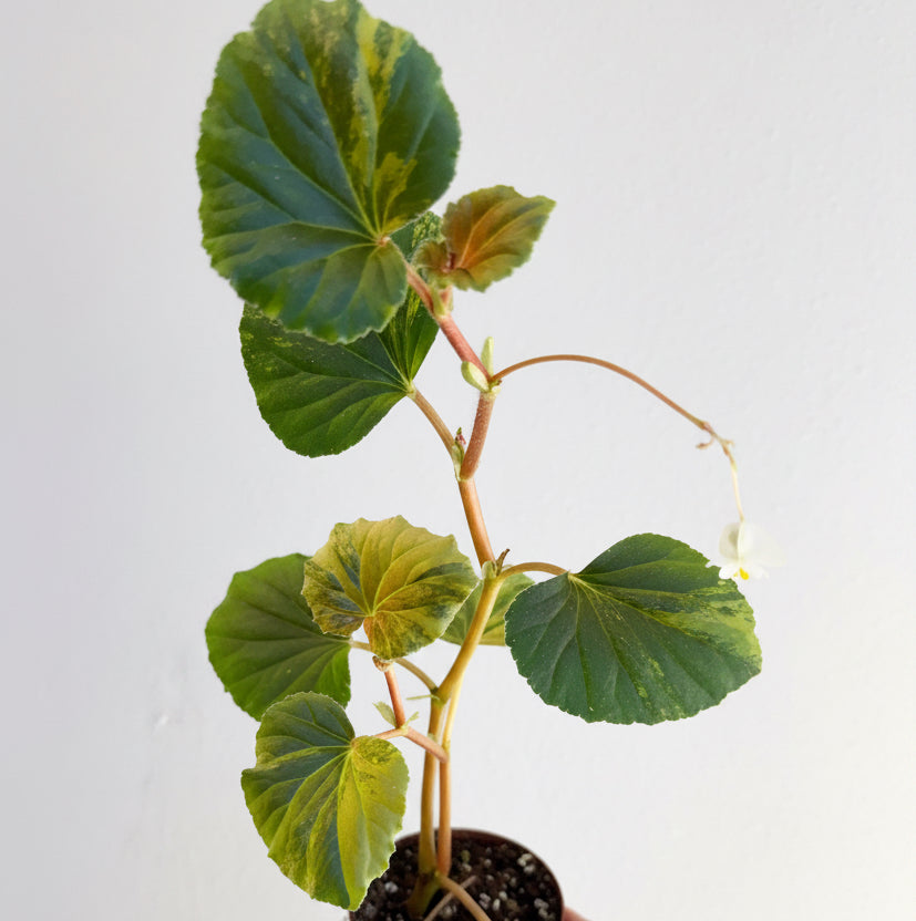 Begonia cucullata Variegated 3.5”