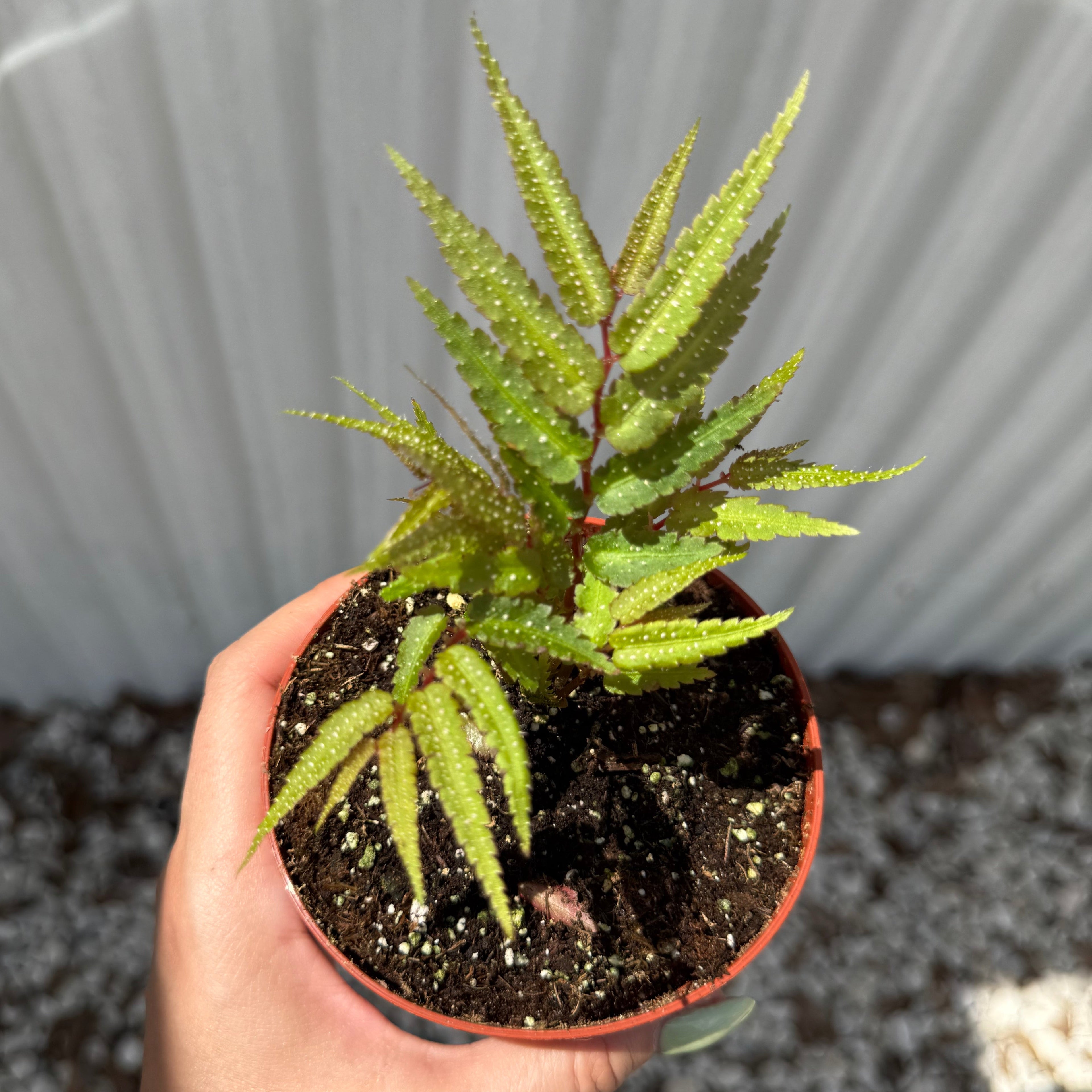 Begonia Pteridiformis 4”