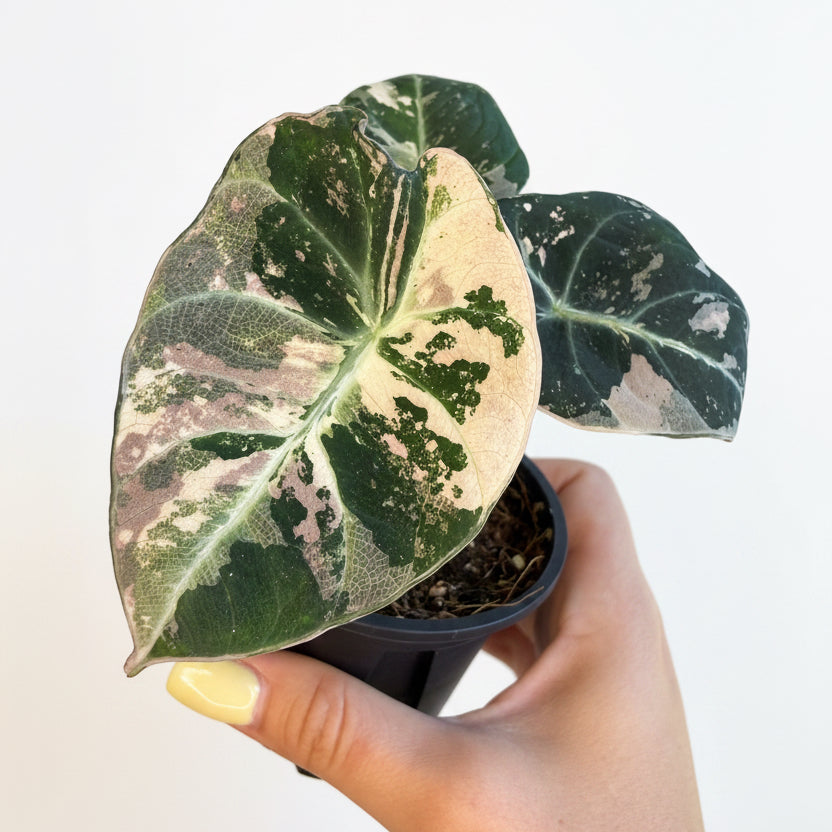 Alocasia black velvet pink ( New size) 3”