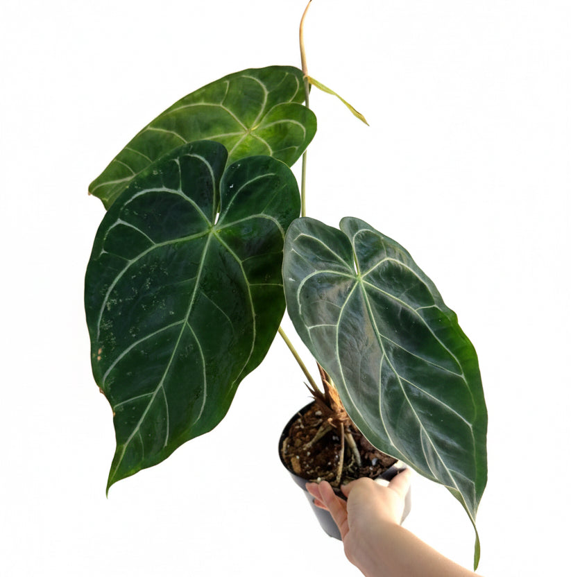 Anthurium Crystallinum Hybrid 6”