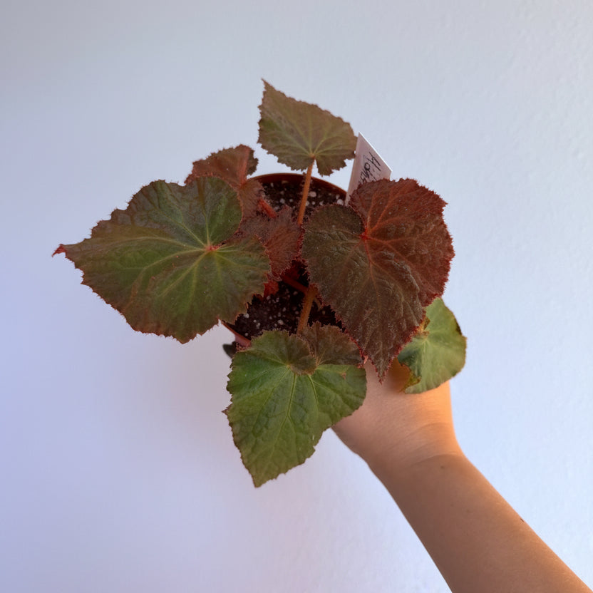 Begonia Midnight Magic 4”