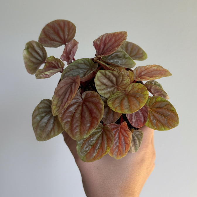 Peperomia Collection 4” pot - 3 Plants Bundle