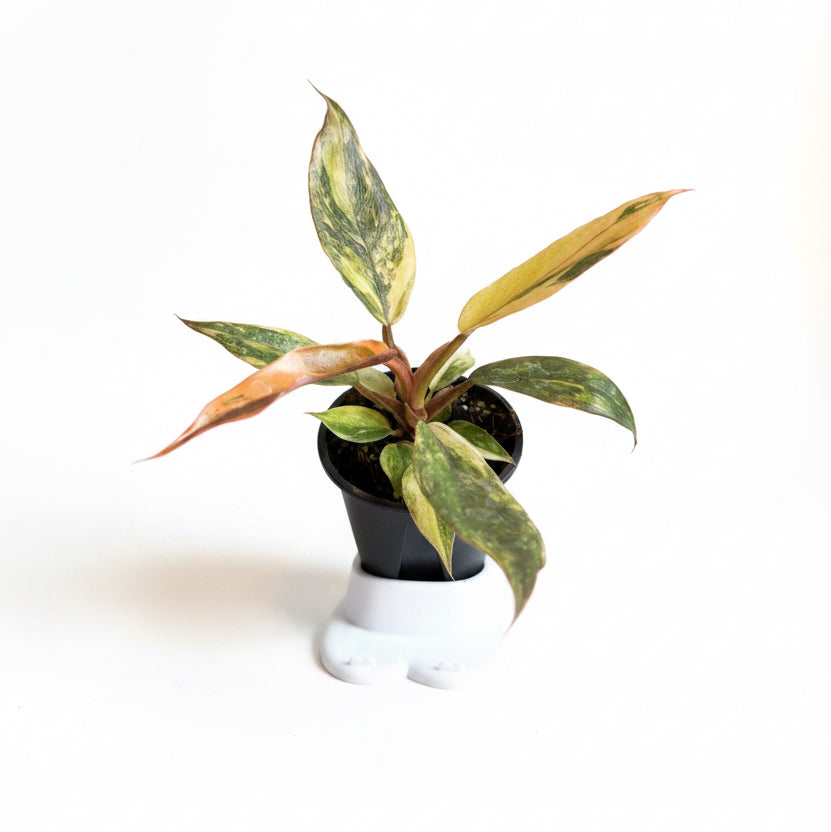 Philodendron Caramel Marble “ Fire Tiger”