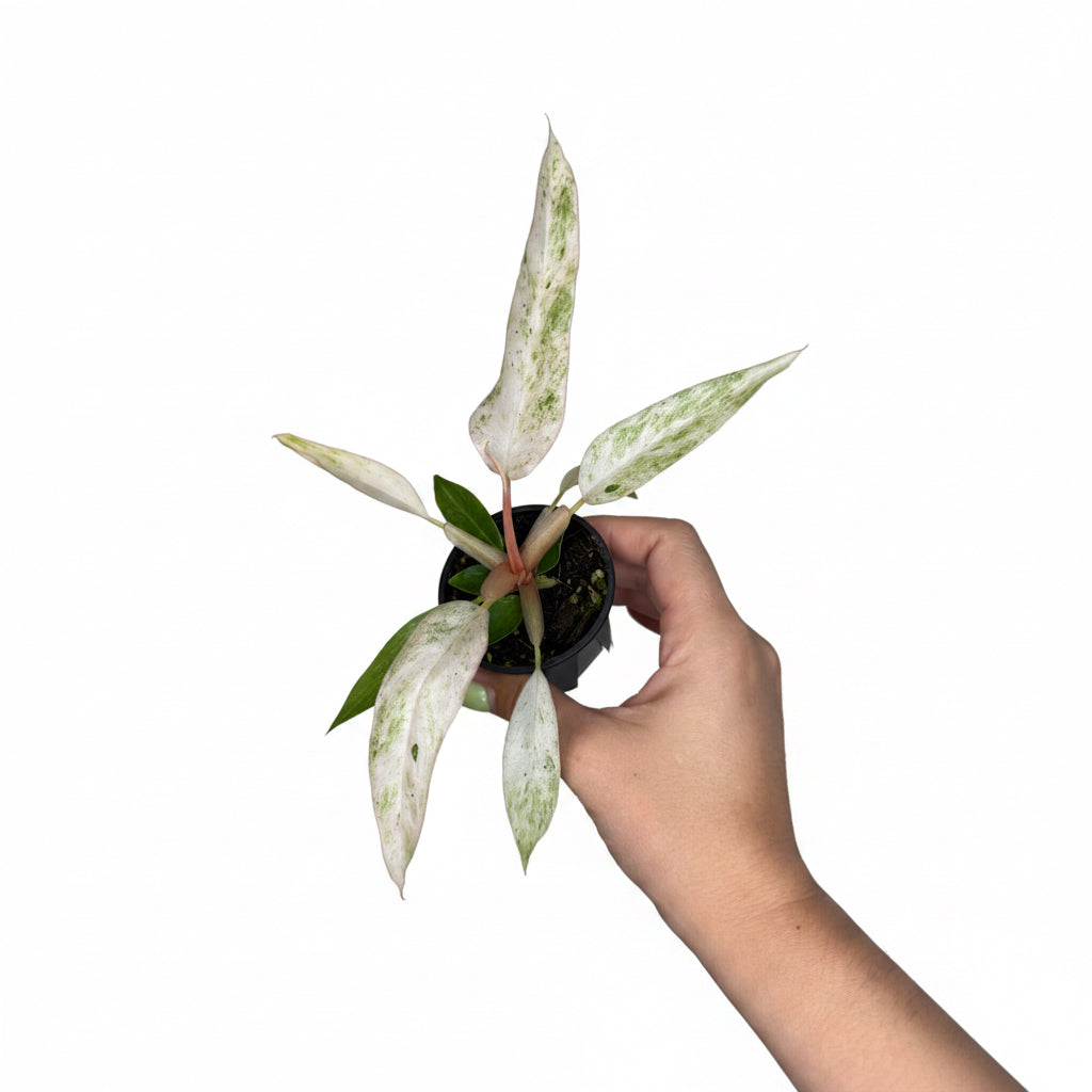 Philodendron Strawberry Caramel Marble  2”
