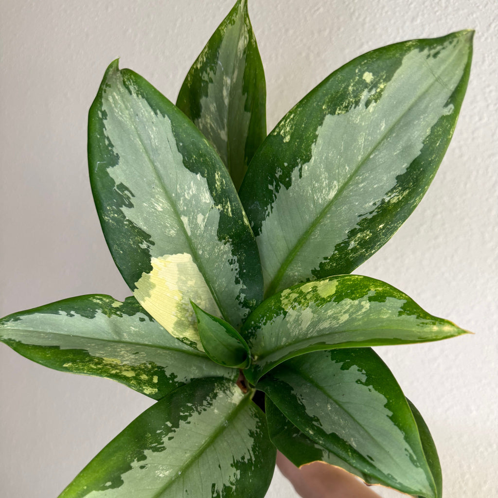 Aglaonema Suvarnabhumi Var