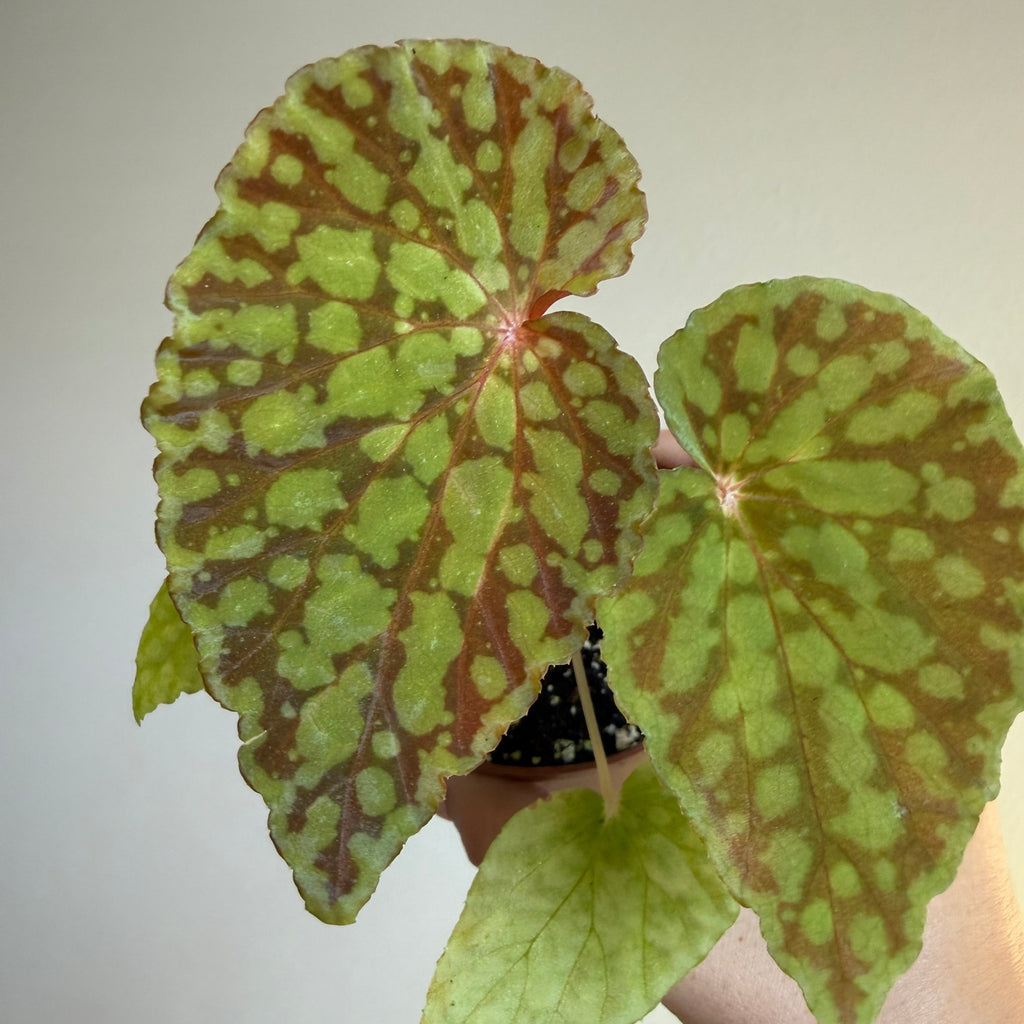 Begonia Chlorosticta 3”
