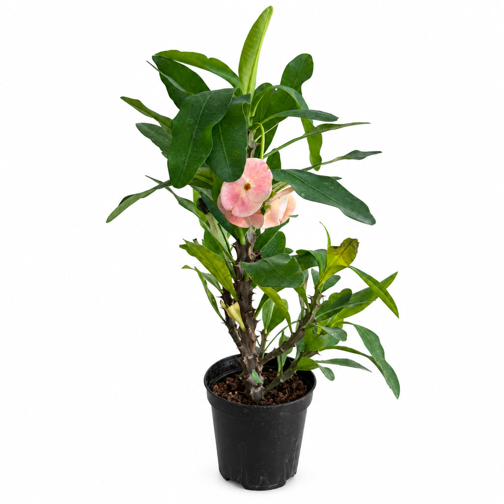 Euphorbia Milii “Crown of Thorns”