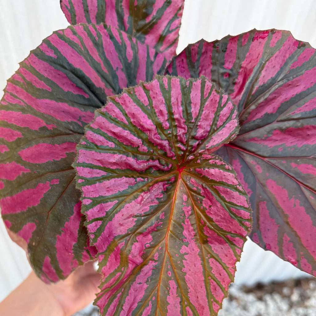 Begonia Brevirimosa 6”