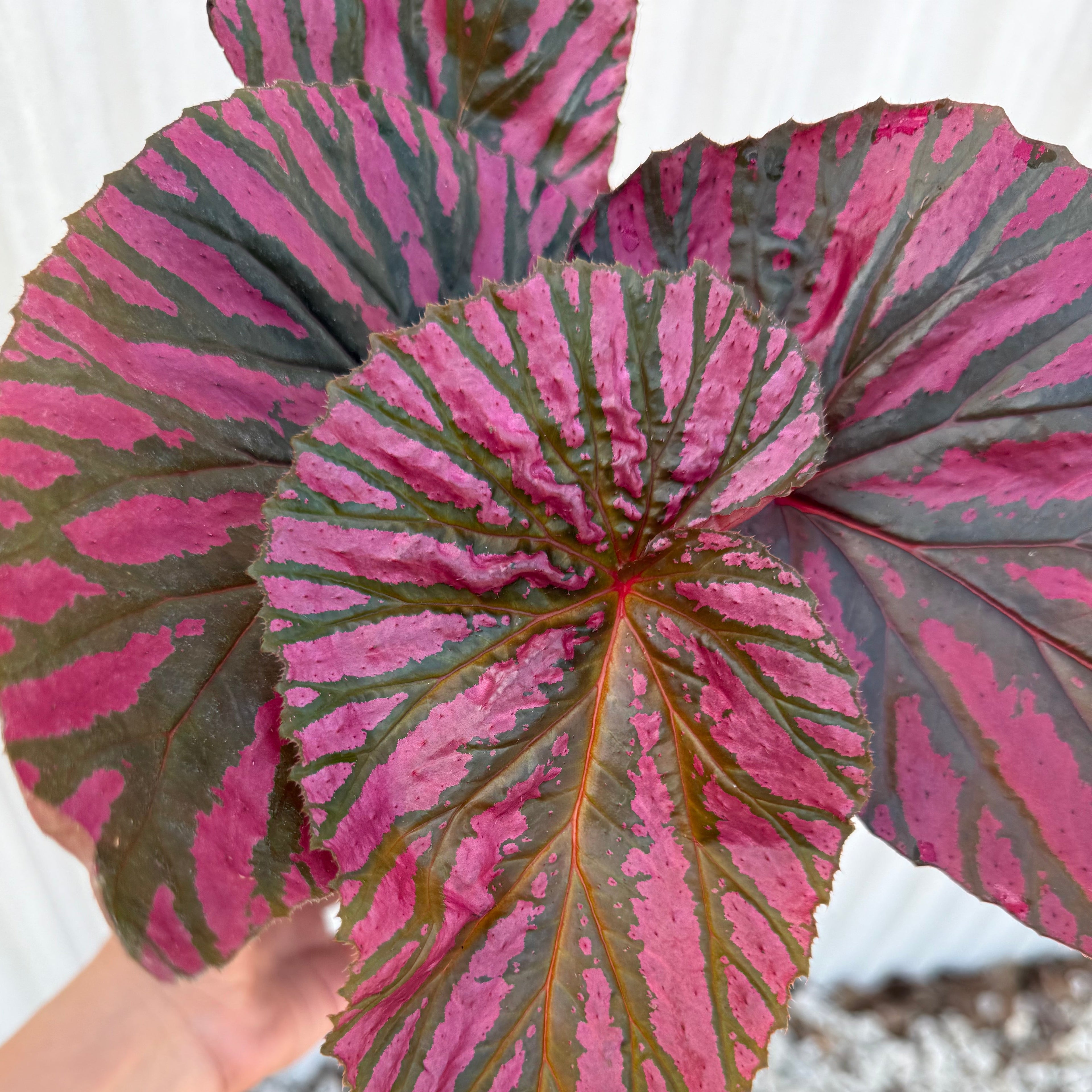 Begonia Brevirimosa 6”