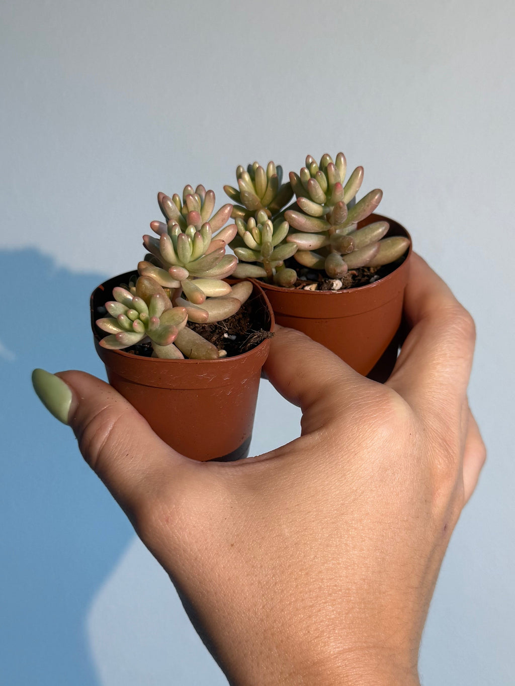 Sedum Jelly Bean pink ( 2 plants)