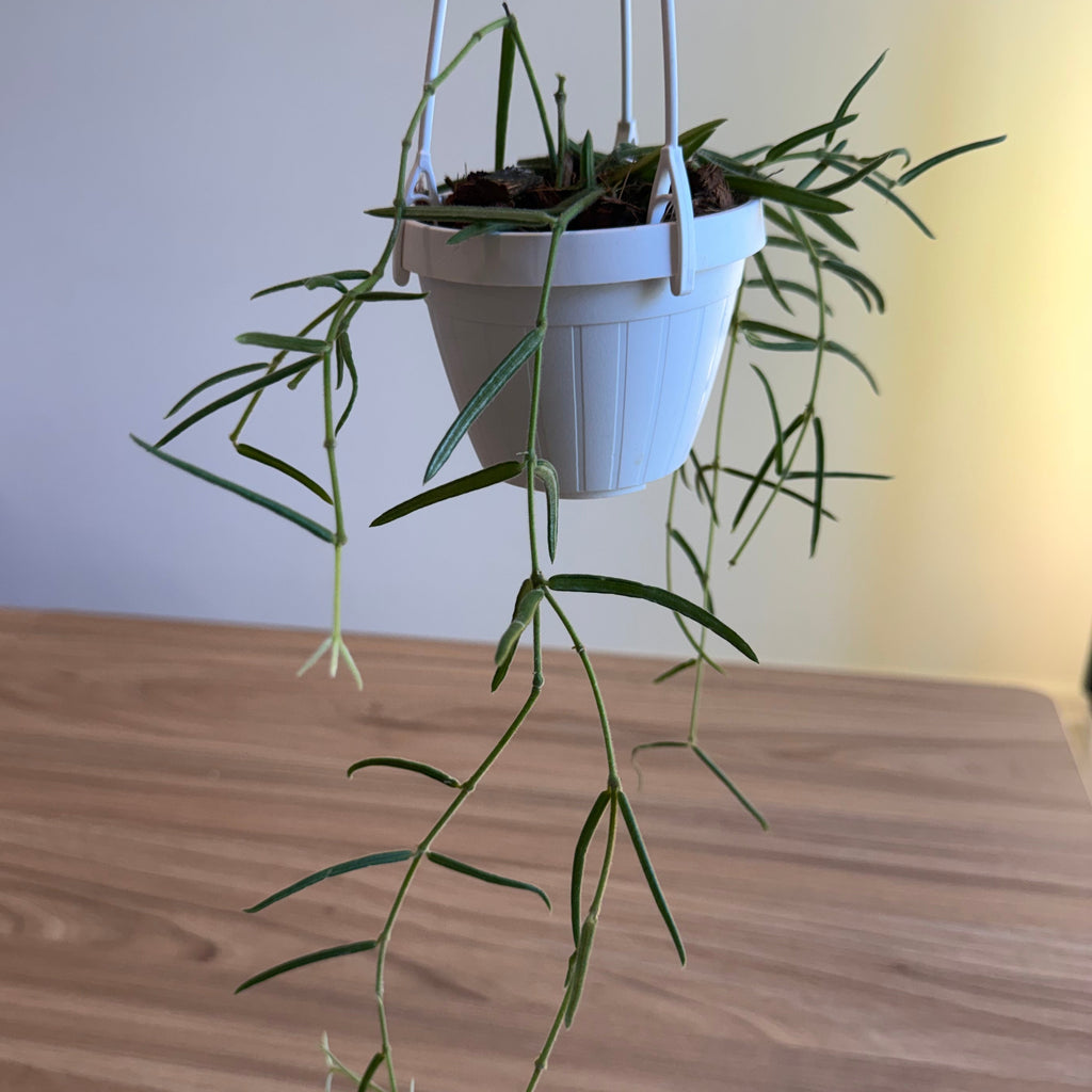 Hoya Linearis 3.5” HB
