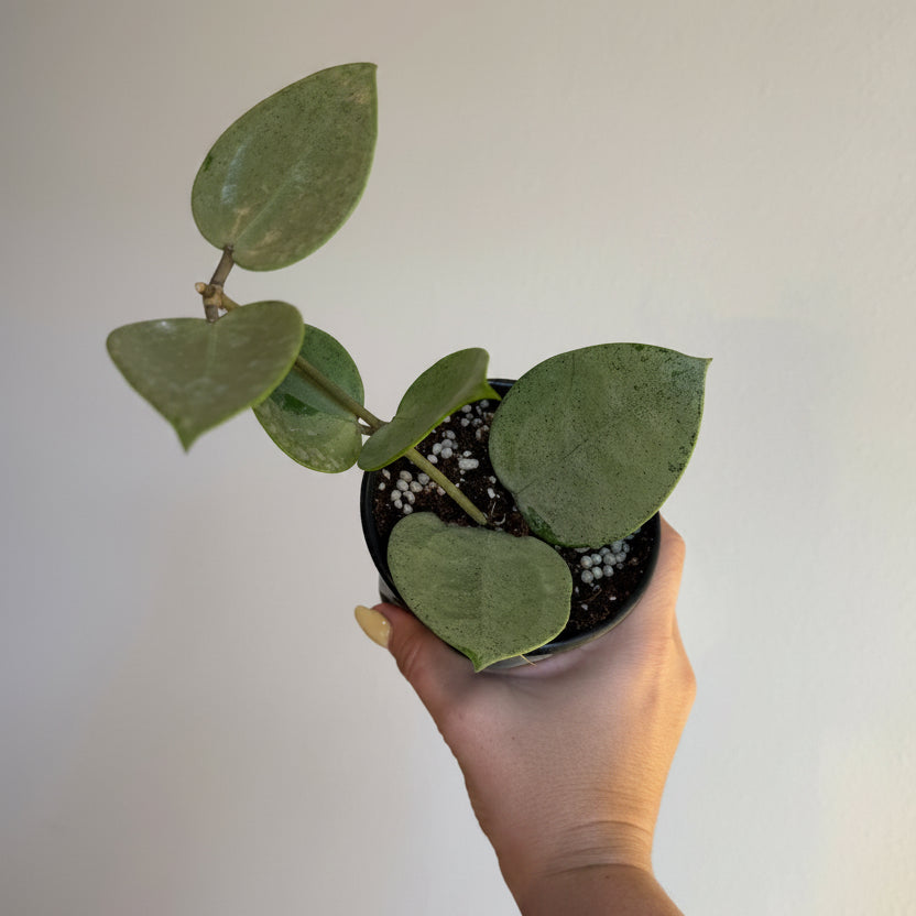 3- Hoya Silver Bundle