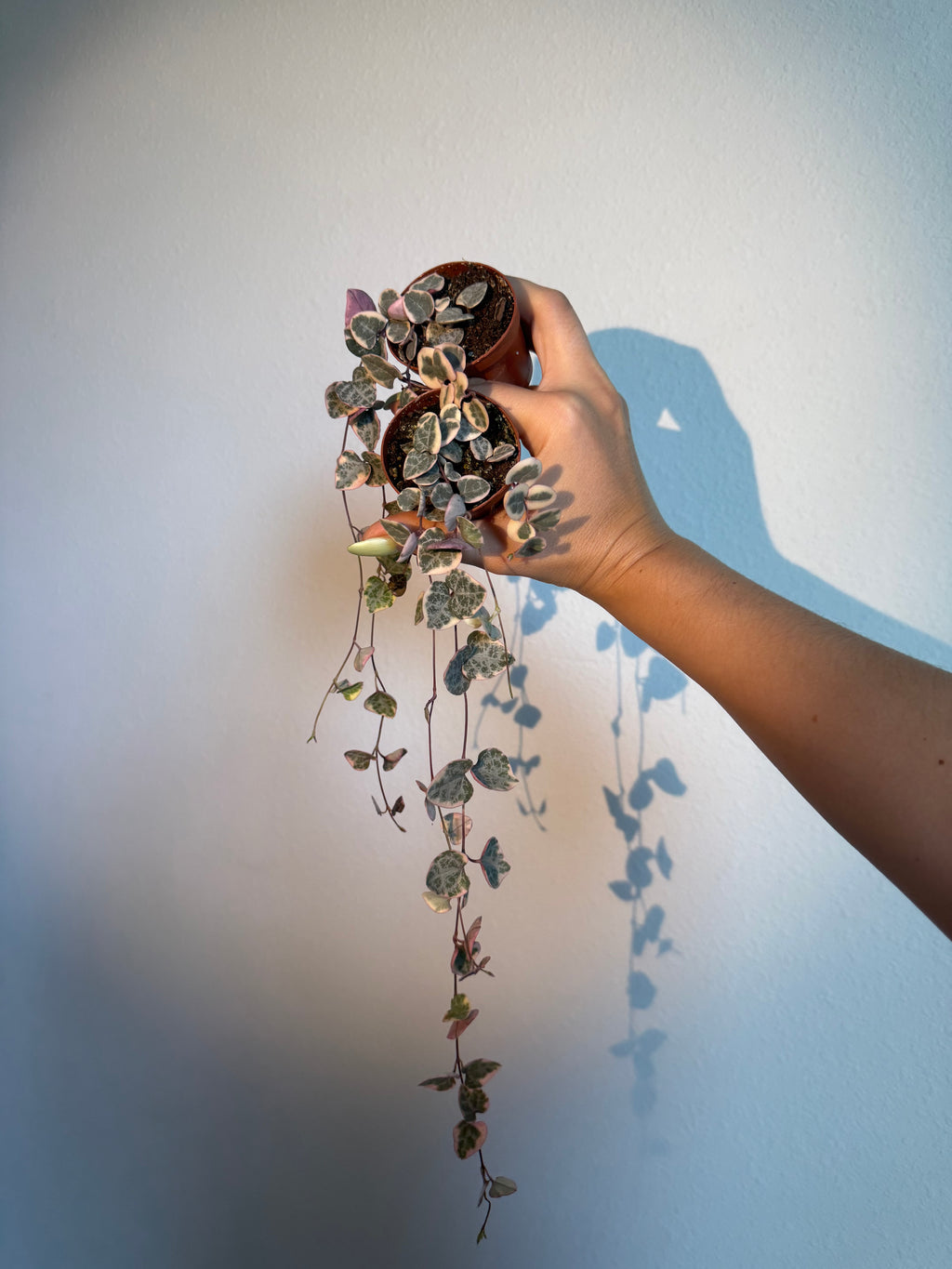 Variegated String of Hearts (2 Plants)